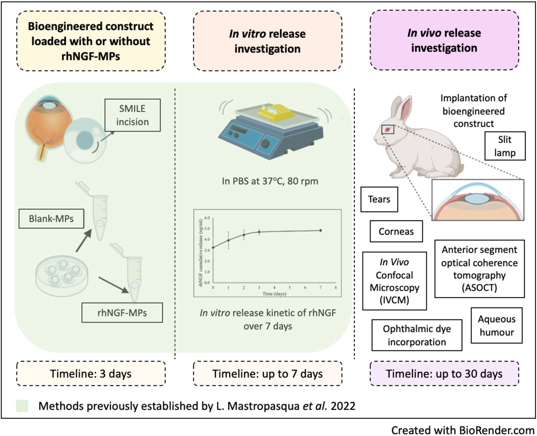 Diagram depicting the overview methods of in vitro and in vivo release of bioengineered constructs loaded with or without rhNGF-MPs. The process includes a SMILE incision, blank and rhNGF-MPs preparation which takes about three days, and in vitro release investigation in PBS at thirty-seven degrees Celsius and eighty rpm over seven days. In vivo release investigation involves implanting the construct in a rabbit, followed by a slit lamp, IVCM, ASOCT examination and NGF measurement in rabbit tears, corneas, and aqueous humour up to thirty days follow-up. Methods for construct preparation and in vitro release were established by L. Mastropasqua et al. 2022.