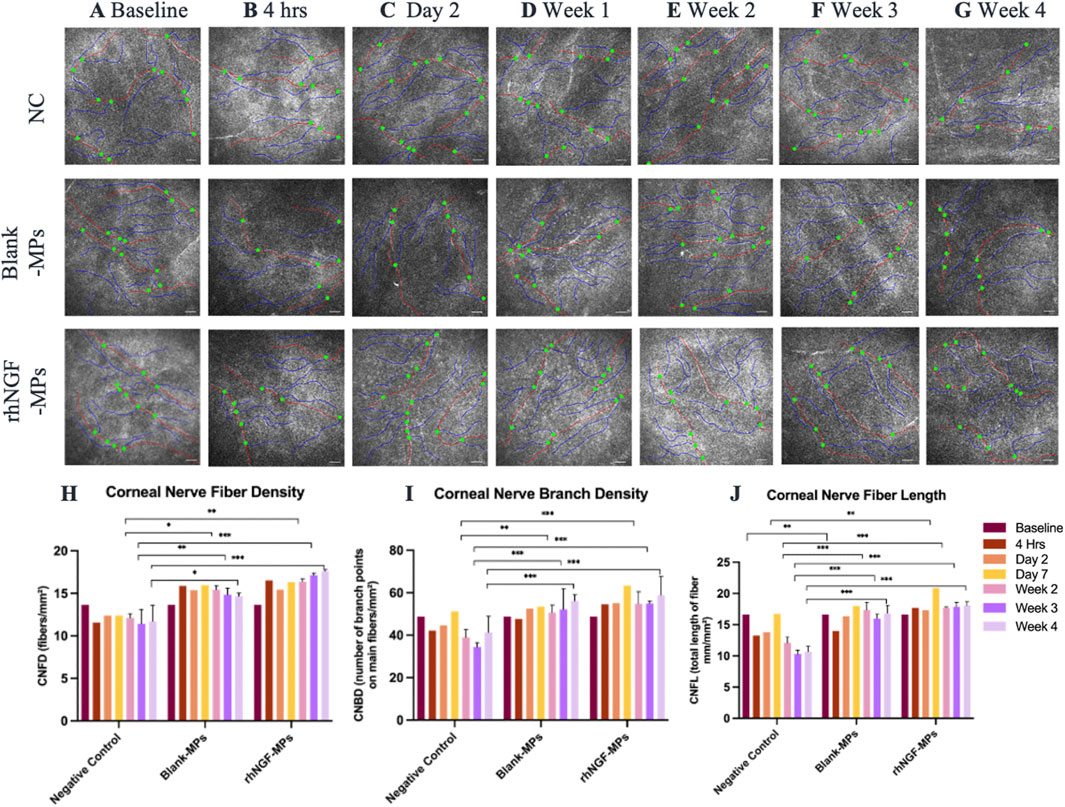 Seven-panel image showing corneal nerve fibers labeled as A to G with different treatments: NC, Blank-MPs, and rhNGF-MPs over four weeks. Below are three bar charts labeled H, I, and J, displaying the corneal nerve fiber density, branch density, and fiber length. Bars are color-coded by time points: Baseline (maroon), 4 hours (dark orange), Day 2 (orange), Week 1 (yellow), Week 2 (light pink), Week 3 (pink), and Week 4 (purple). Statistical significance is indicated with asterisks.