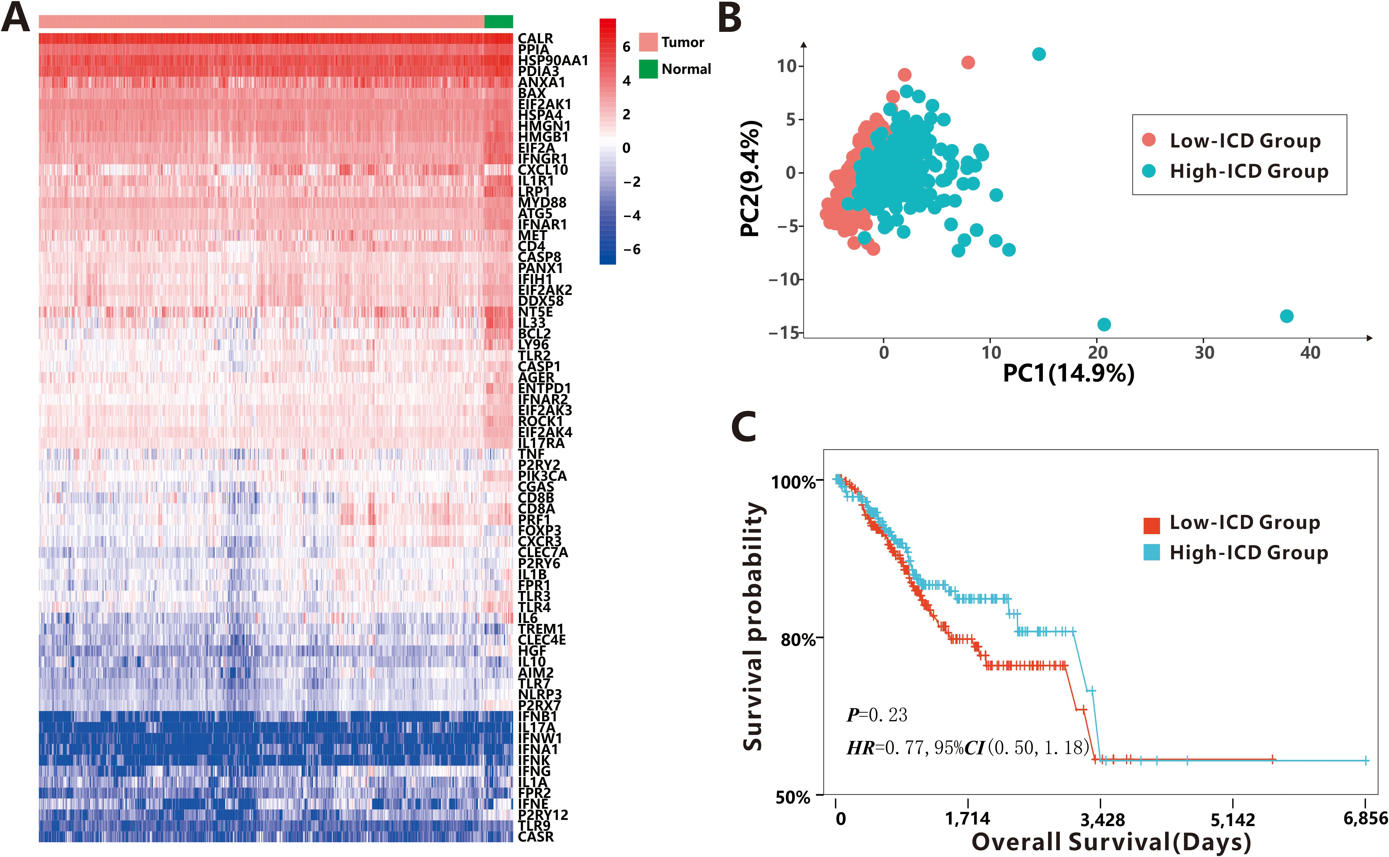 Three panels depict data analysis and survival probability. Panel A: A heatmap displays gene expression levels, with red indicating tumor samples and green normal samples. Panel B: A scatter plot shows clustering based on principal components, differentiating low-ICD and high-ICD groups with red and teal dots. Panel C: A survival curve compares overall survival between low-ICD and high-ICD groups, showing probabilities over time with a non-significant p-value of 0.23 and hazard ratio.