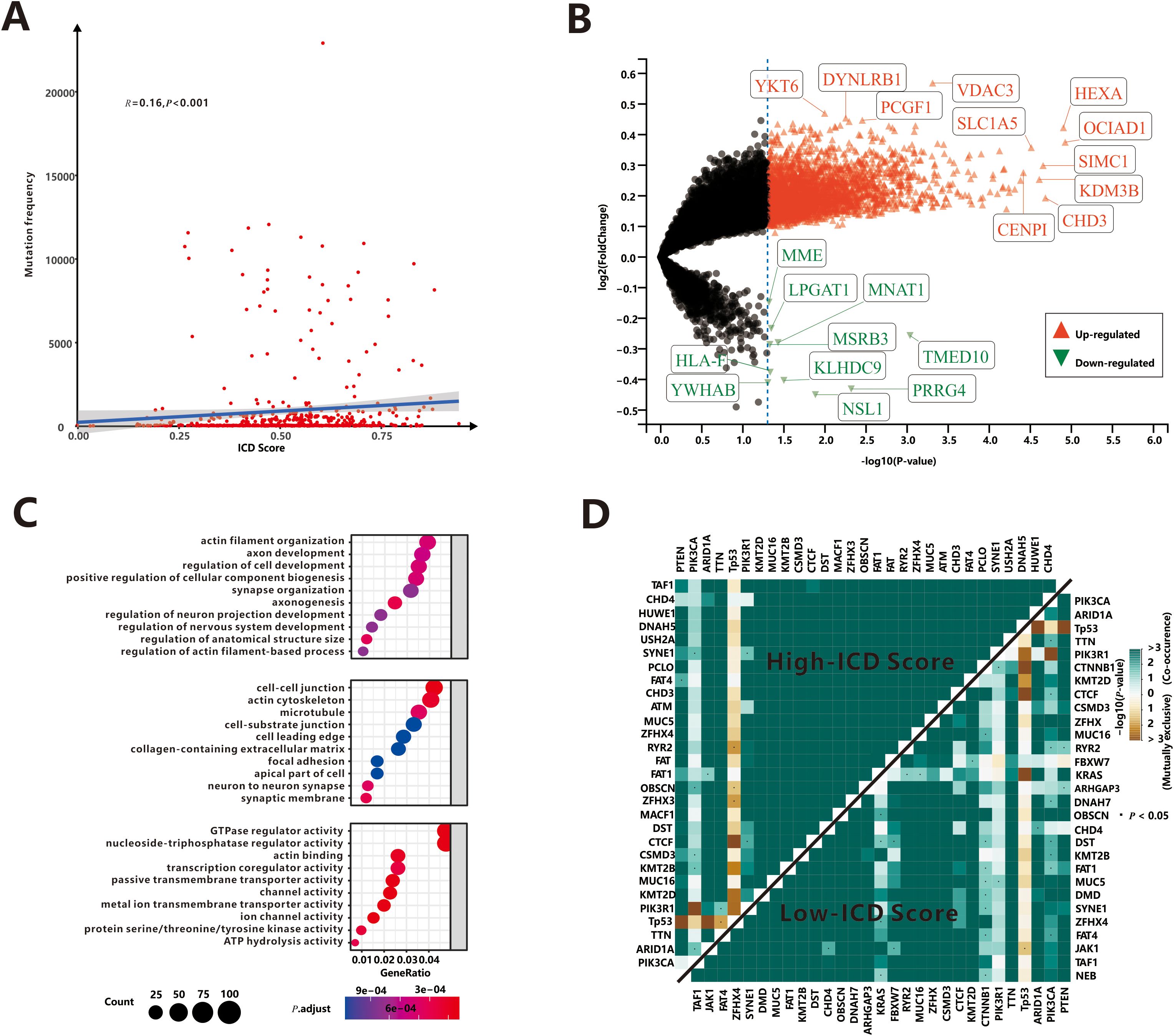 A: Scatter plot showing mutation frequency vs. ICD score with a weak positive correlation (R=0.16, p<0.001). B: Volcano plot with upregulated (orange) and downregulated (green) genes labeled, showing log2(fold change) against -log10(p-value). C: Dot plots of gene ontology terms related to cellular processes with color and size indicating p-adjust values and counts, respectively. D: Heatmap comparing high and low ICD scores, with significant gene associations indicated (p<0.05).
