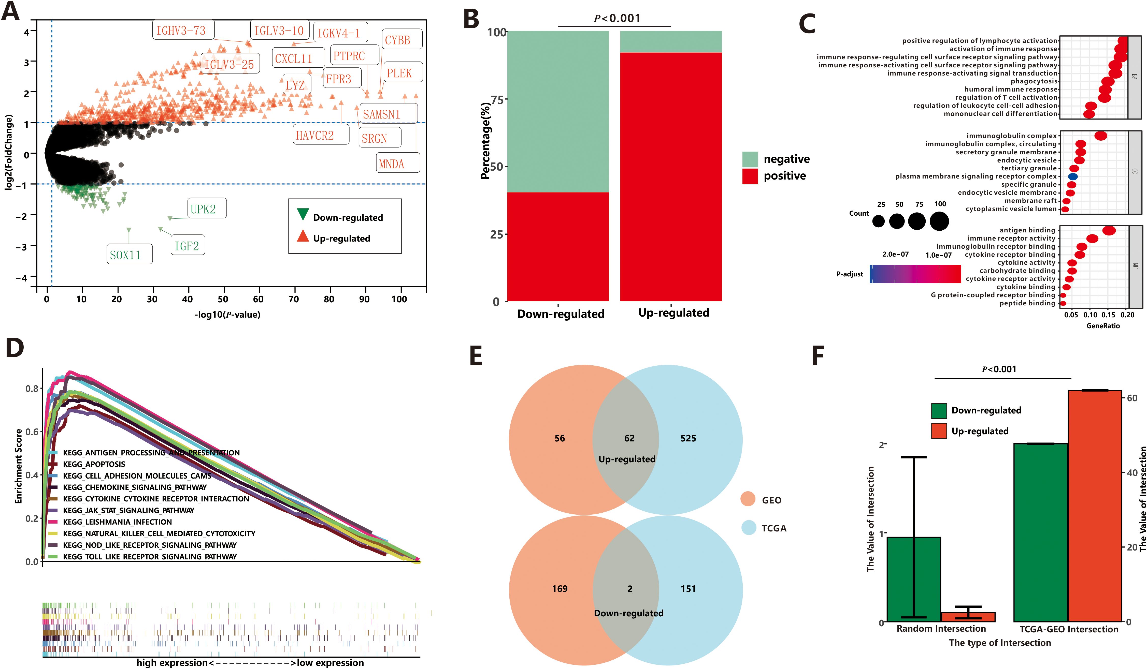 A multi-panel scientific image displays various gene expression analyses. Panel A shows a volcano plot with up-regulated and down-regulated genes. Panel B features a bar graph contrasting the percentage of positive and negative expression in down- and up-regulated genes, with a significant p-value. Panel C presents dot plots identifying pathways and gene functions enriched in differentially expressed genes. Panel D illustrates a gene set enrichment analysis curve. Panel E contains Venn diagrams comparing data from GEO and TCGA databases in both up- and down-regulated gene groups. Panel F has a bar graph analyzing intersection values, highlighting significant differences.