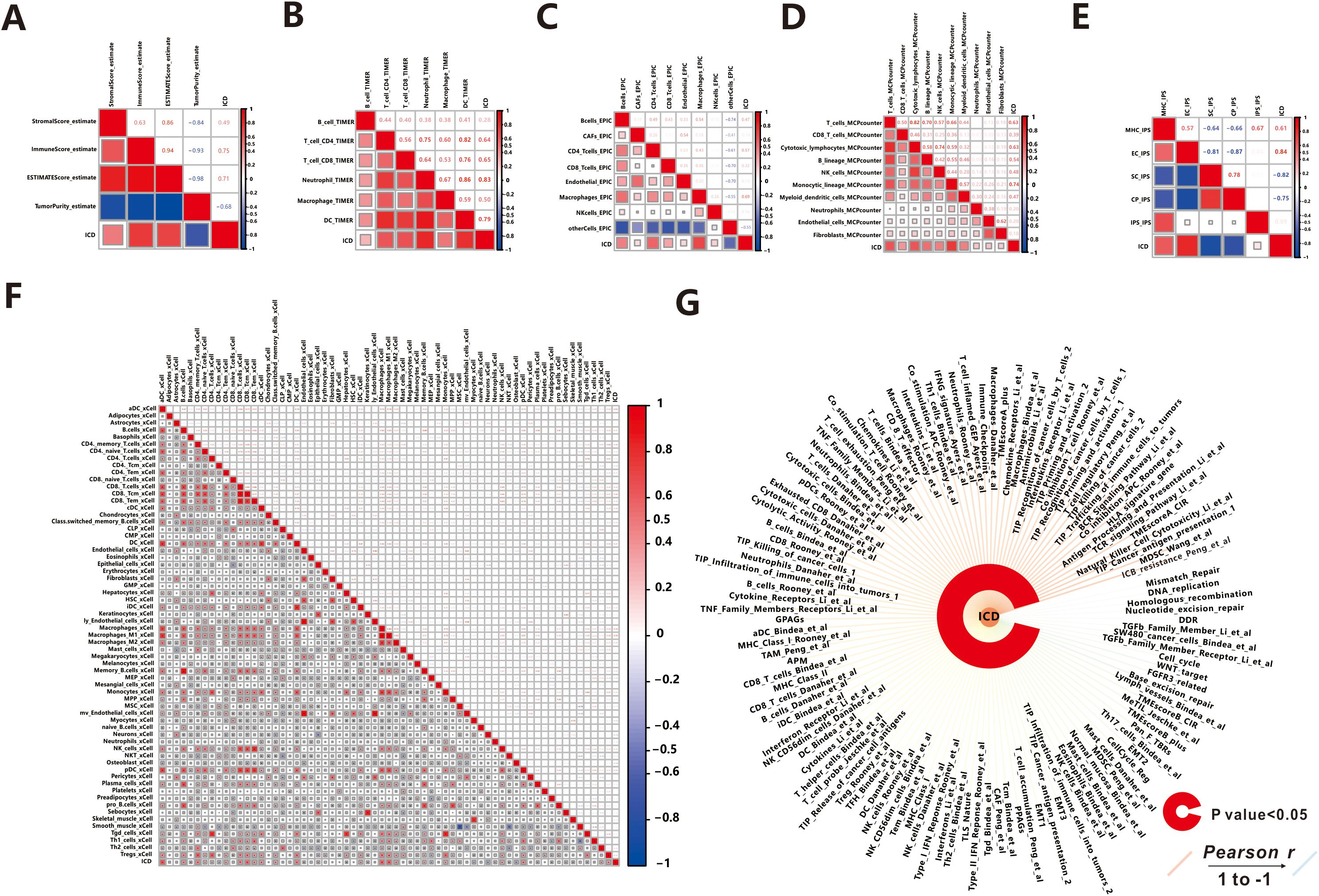 Correlation heatmaps and network visualizations display relationships between different immune and cellular metrics. Panels A to E include heatmaps with gradient colors from red to blue indicating varying correlation strengths. Labels such as StromaScore, ImmuneScore, and cell types are visible. Panel F shows a detailed matrix with numerous variables. Panel G features a radial network diagram with lines extending from a central circle labeled ICD, representing correlation strength through line length and color intensity. A color bar and key indicate significance and Pearson correlation values.