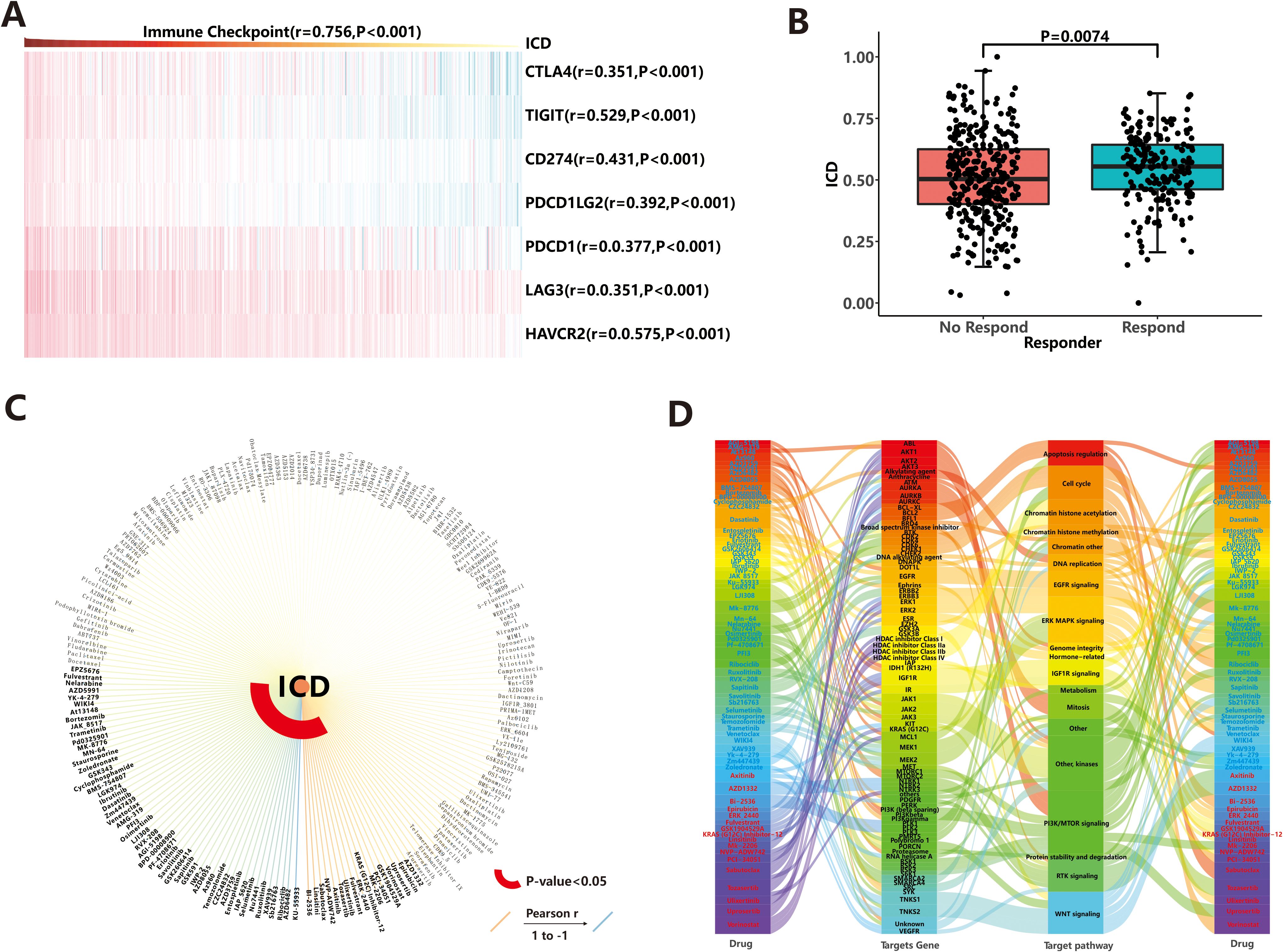 Four panels display scientific data. Panel A is a heatmap showing relationships between immune checkpoints and ICD, with various correlation values. Panel B is a box plot comparing ICD levels in responders versus non-responders, showing statistical significance. Panel C is a circular graph illustrating drug correlations with ICD, highlighting significant values. Panel D is a Sankey diagram connecting drugs, target genes, and pathways, using colored bands to indicate associations.