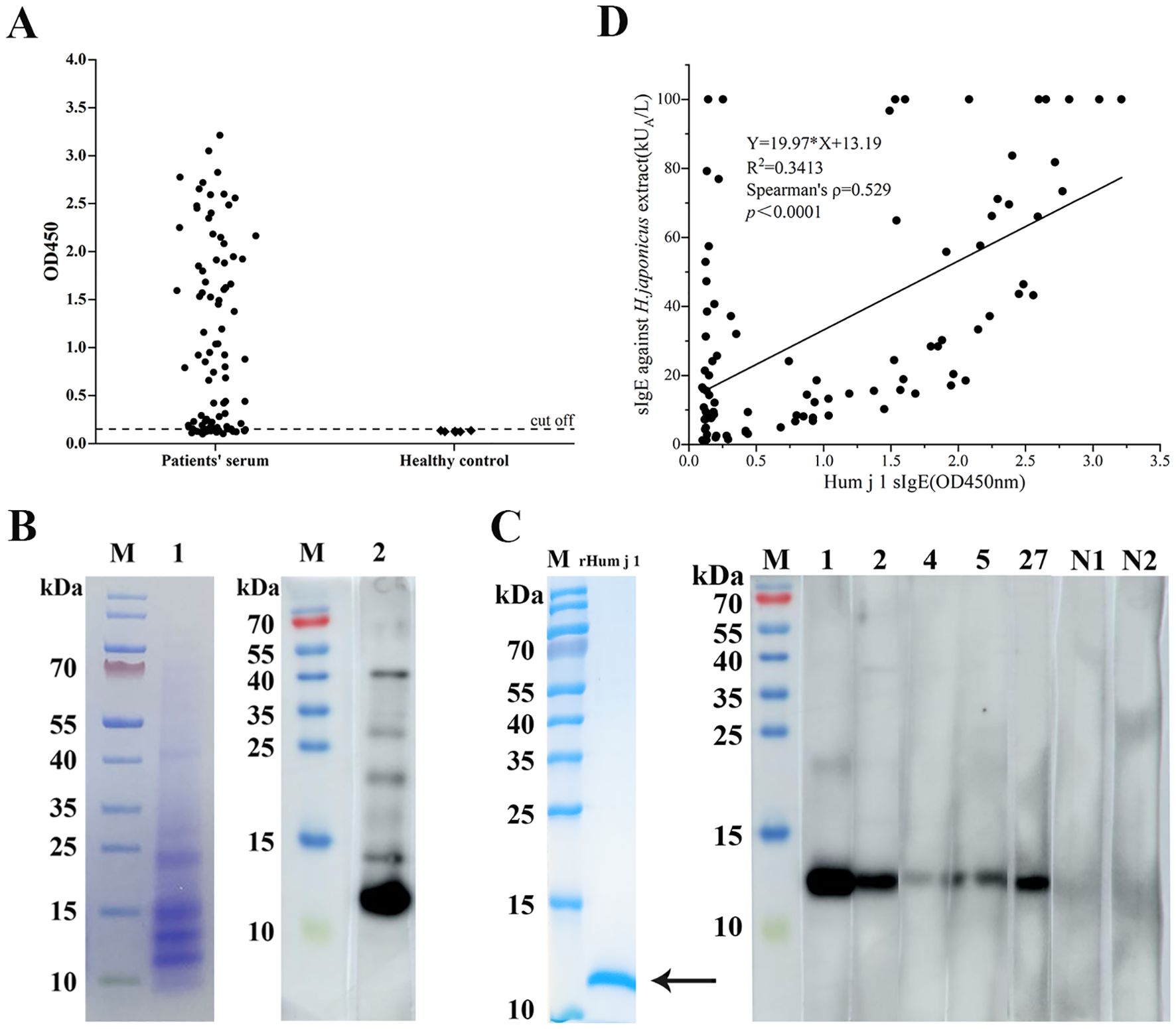 Scatter plots and gels analyze protein and antibody interactions. Plot A shows serum samples with a clear distinction between patients and healthy controls. Plot D indicates a positive correlation between protein and antibody measurements. Gel image B displays protein bands with a size marker and two lanes indicating different samples. Gel image C shows a protein ladder and several lanes, highlighting a specific band with an arrow at approximately 10 kDa.