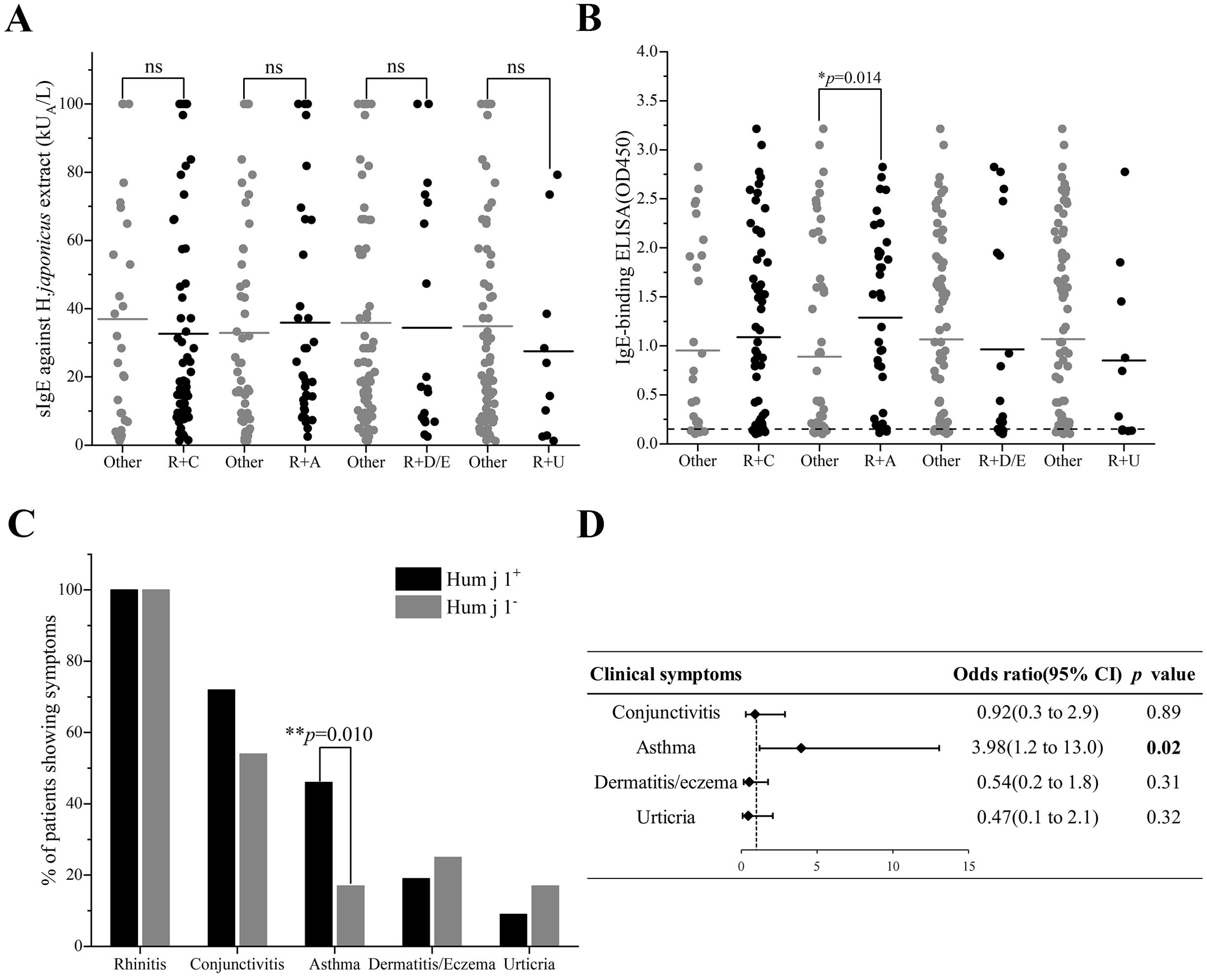 Four panels displaying data related to allergies: A. Scatter plots show specific IgE levels against H. japonica extract for different groups, with no significant differences noted. B. Scatter plots of IgE-binding ELISA results, highlighting a significant difference between one group pair with a p-value of 0.014. C. Bar graph compares the percentage of patients showing symptoms across conditions like rhinitis, conjunctivitis, asthma, dermatitis/eczema, and urticaria, with a significant difference in asthma (p=0.010). D. Table with clinical symptoms, odds ratios, and p-values, showing a significant result for asthma (odds ratio of 3.98, p=0.02).