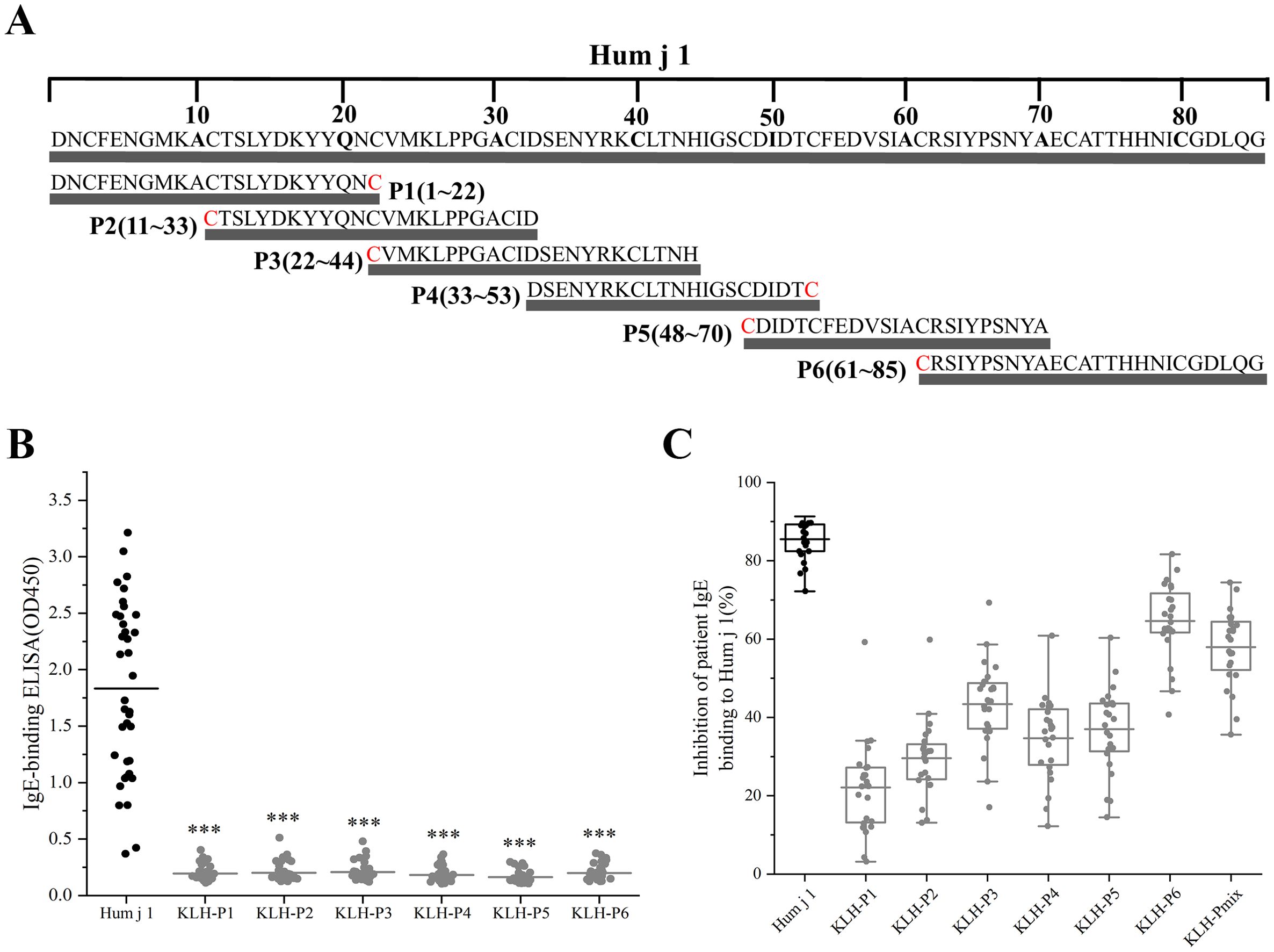 Diagram showing three panels. Panel A shows the sequence and fragments of the Hum j 1 protein with highlighted regions P1 to P6. Panel B presents a dot plot of IgE-binding ELISA results (OD450) for Hum j 1 and its fragments, indicating significantly lower binding for fragments (***). Panel C displays a box plot of the inhibition percentage of patient IgE binding to Hum j 1 by each fragment, showing varying levels of inhibition across different fragments.