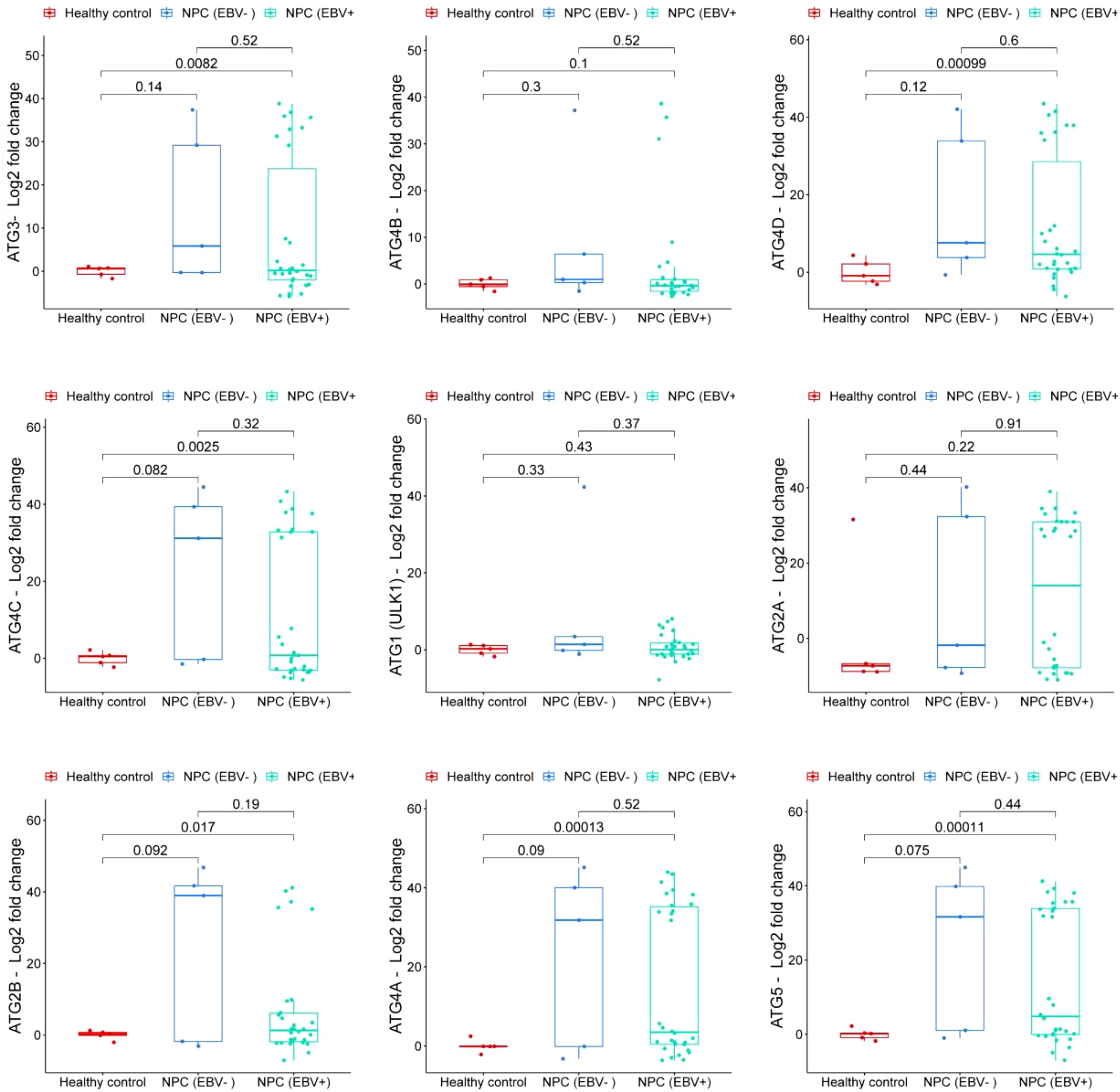 Six box plots display the log2 fold change of different genes (ATG3, ATG4B, ATG4C, ATG7, ATG2A, ATG5) across three groups: Healthy control, NPC (EBV-), and NPC (EBV+). Healthy controls show minimal expression changes, while NPC (EBV+) generally exhibits higher expression levels. Each plot includes individual data points, with statistical significance indicated between groups, showing varied p-values.