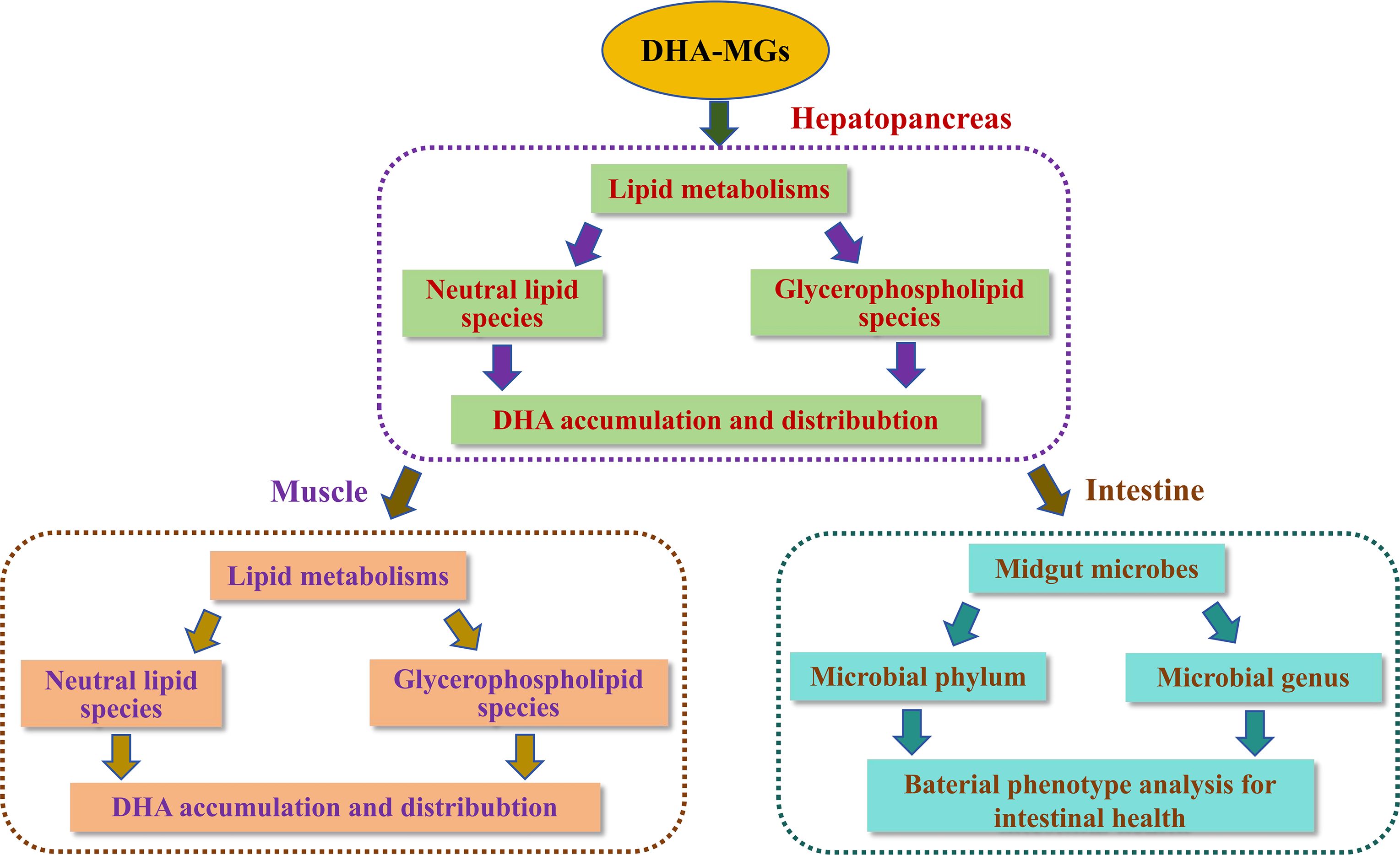 Flowchart showing the effects of DHA-MGs on hepatopancreas, muscle, and intestine. In the hepatopancreas, it influences lipid metabolism, affecting neutral and glycerophospholipid species, and leading to DHA accumulation and distribution. In muscles, similar processes occur with the same outcomes. In the intestine, it affects midgut microbes, impacting microbial phylum and genus, culminating in bacterial phenotype analysis for intestinal health.