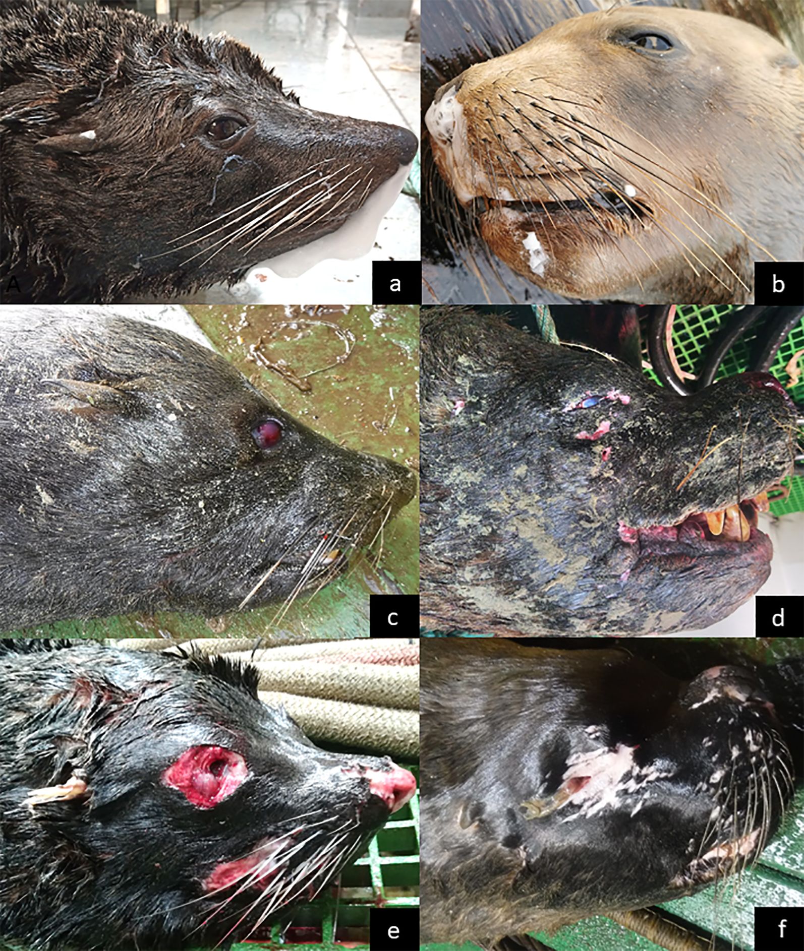 The three decomposition levels (from fresh to advanced) found in carcasses of SAFS (left) and SASL (right).