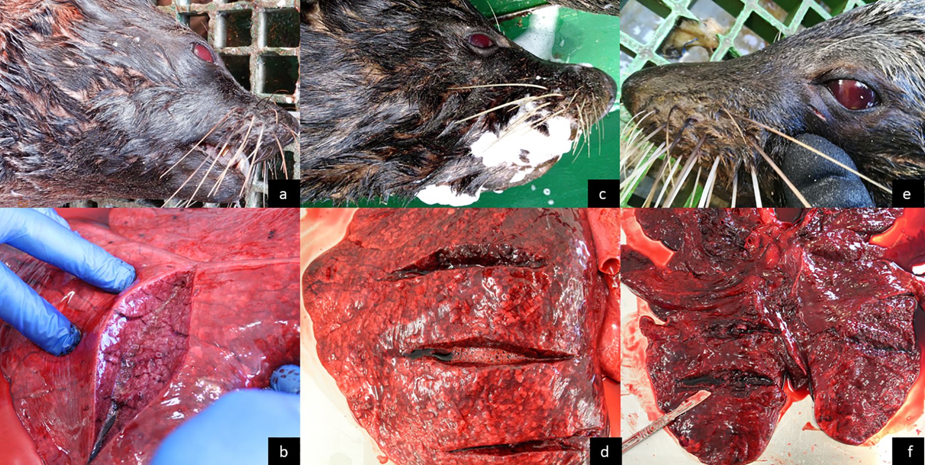 Face and lungs of three SAFS carcasses showing different levels of diagnostic signs of drowning: reddened eyes, exuding froth, and bleeding lungs.