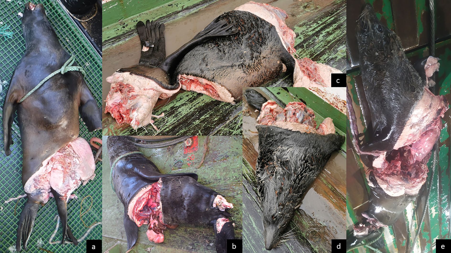 Examples of observed propeller strike trauma in carcasses of one SASL and three SAFS in different stages of decomposition. Trauma includes chop wounds and large incisions across the seals’ bodies, allowing its internal organs to be exposed.