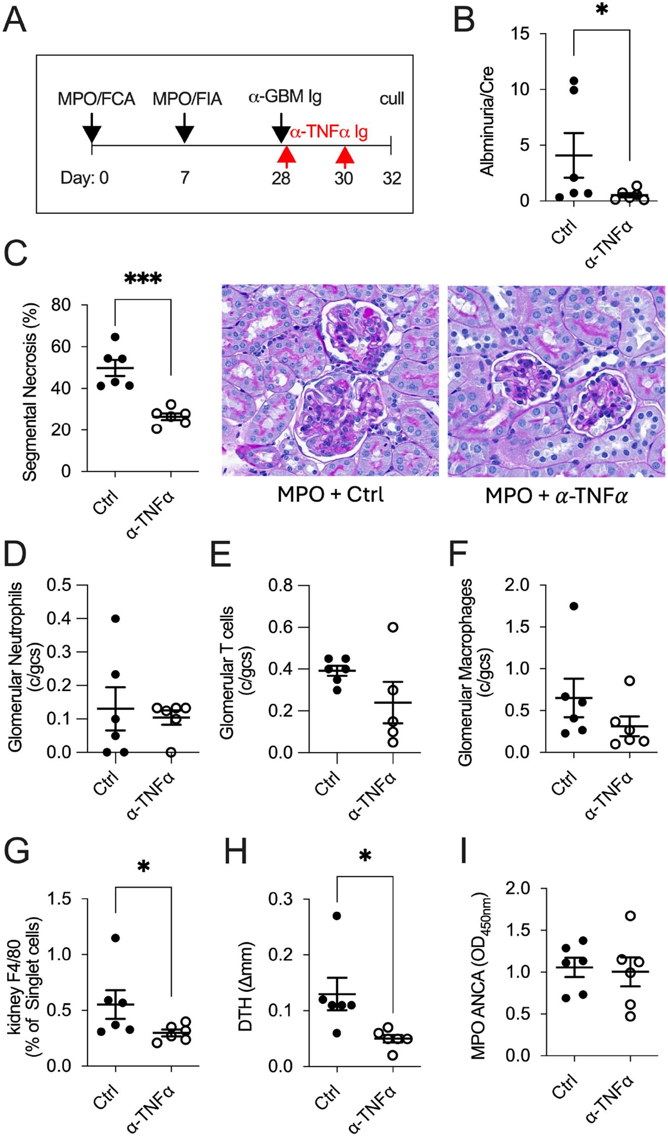 A series of panels depicting research data on the effects of α-TNFα Ig treatment. Panel A shows a timeline for MPO/FCA, MPO/FIA, and α-GBM Ig treatments, followed by α-TNFα Ig injection. Panel B displays a graph of albuminuria levels, showing a significant decrease with α-TNFα treatment. Panel C includes a bar graph and histology images indicating reduced segmental necrosis with α-TNFα. Panels D to I present bar graphs illustrating changes in glomerular neutrophils, T cells, macrophages, kidney F4/80 cells, delayed-type hypersensitivity, and MPO ANCA levels, with marked differences observed between control and α-TNFα groups.