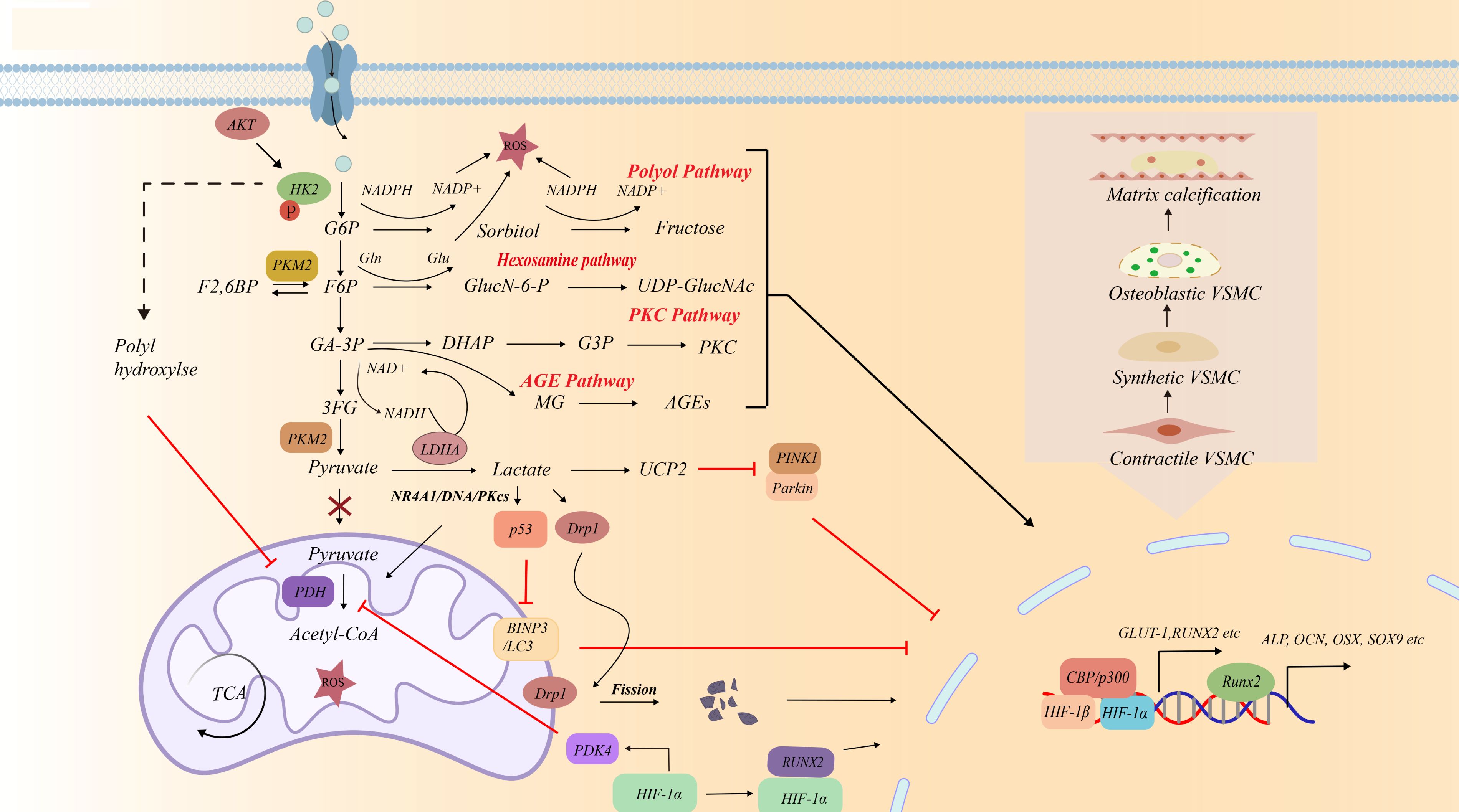 Biochemical pathway diagram illustrating metabolic processes and transformations. High glucose promotes glucose uptake through GLUT1 and reprograms glucose metabolism by regulating activity of HK2, PDK4, PFK1, PKM2, and LDHA in VSMCs. High glucose triggers metabolic reprogramming including enhancing AGEs, PKC pathway, disrupting the PPP, and dysregulating HBP. Once pyruvate is generated, pyruvate converted into lactate or acetyl-CoA. This triggers mitochondrial dysfunction, calcium deposition and apoptosis and autophagy, inducing the osteogenic differentiation of VSMCs.