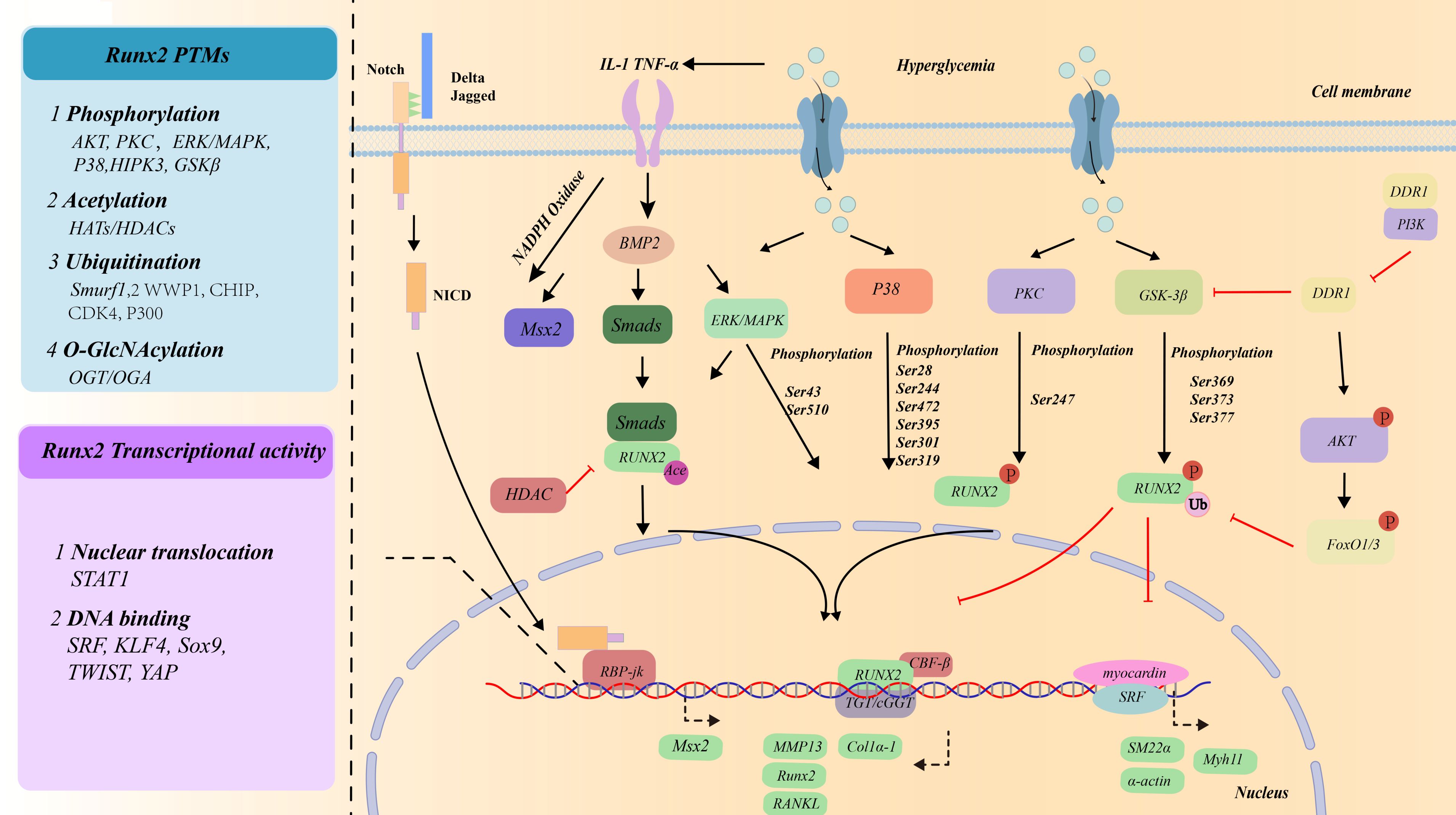 Diagram illustrating the signaling pathways affecting Runx2 posttranslational modifications (PTMs), cellular localization and stability, and transcriptional activity induced by high glucose. Key proteins and enzymes, such as BMP2, SMADS, ERK/MAPK, p38, PKC, GSK-3β, DDR1, and AKT, bind to the RUNX2 and regulate RUNX2 PTMs, including phosphorylation, acetylation, ubiquitination, and O-GlcNAcylation. These changes impact nucleus translocation and cellular activities of Runx2 in the nucleus. In addition, Runx2 bind to the CBF (core-binding factor) consensus sequence TGT/cGGT via its Runt homology domain to regulate the transcription of the target genes.