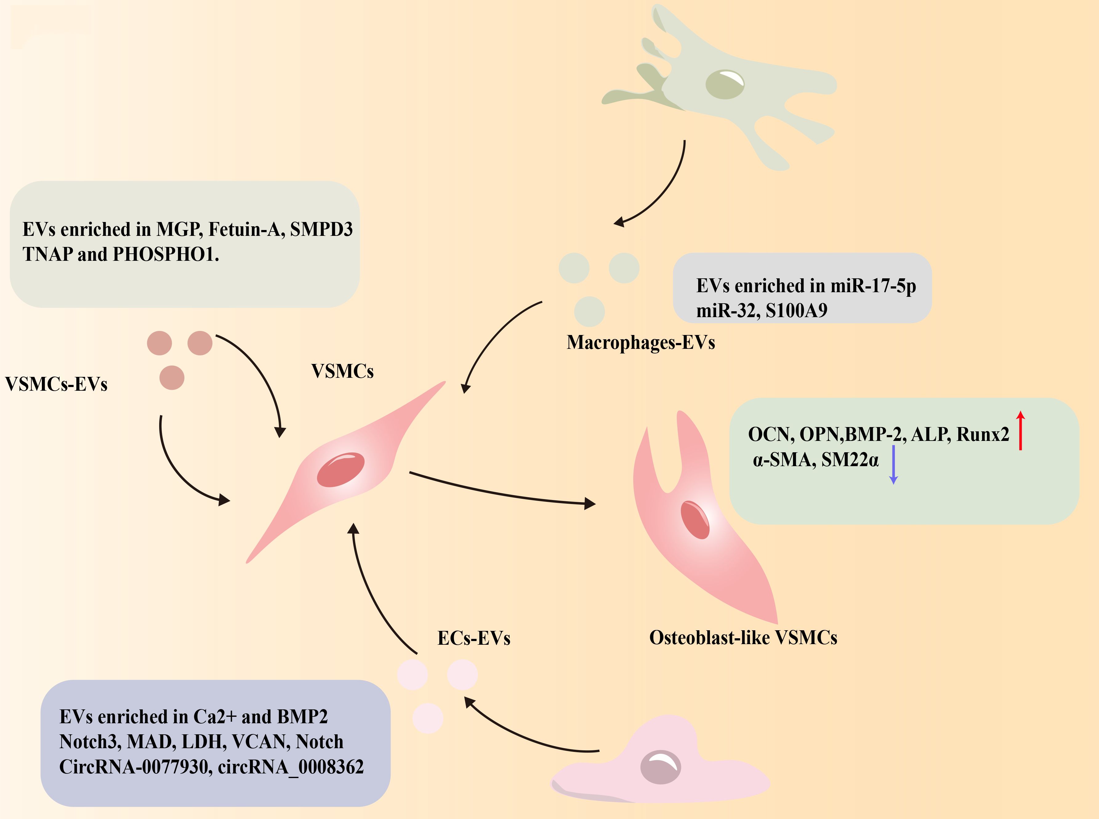 Diagram showing the relationship between the differentiation of VSMCs and EVs. VSMCs release EVs enriched with MGP, Fetuin-A, SMPD3, TNAP, and PHOSPHO1. Macrophages release EVs enriched with miR-17-5p, miR-32, and S100A9, and endothelial cells (ECs) release EVs with Ca2+, BMP2, Notch3, MAD, LDH, VCAN, Notch CircRNA-0077930, circRNA_0008362. All these EVs induce VSMCs differentiate into osteoblast-like VSMCs with increasing OCN, OPN, BMP-2, ALP, Runx2 and decreasing α-SMA, SM22α.