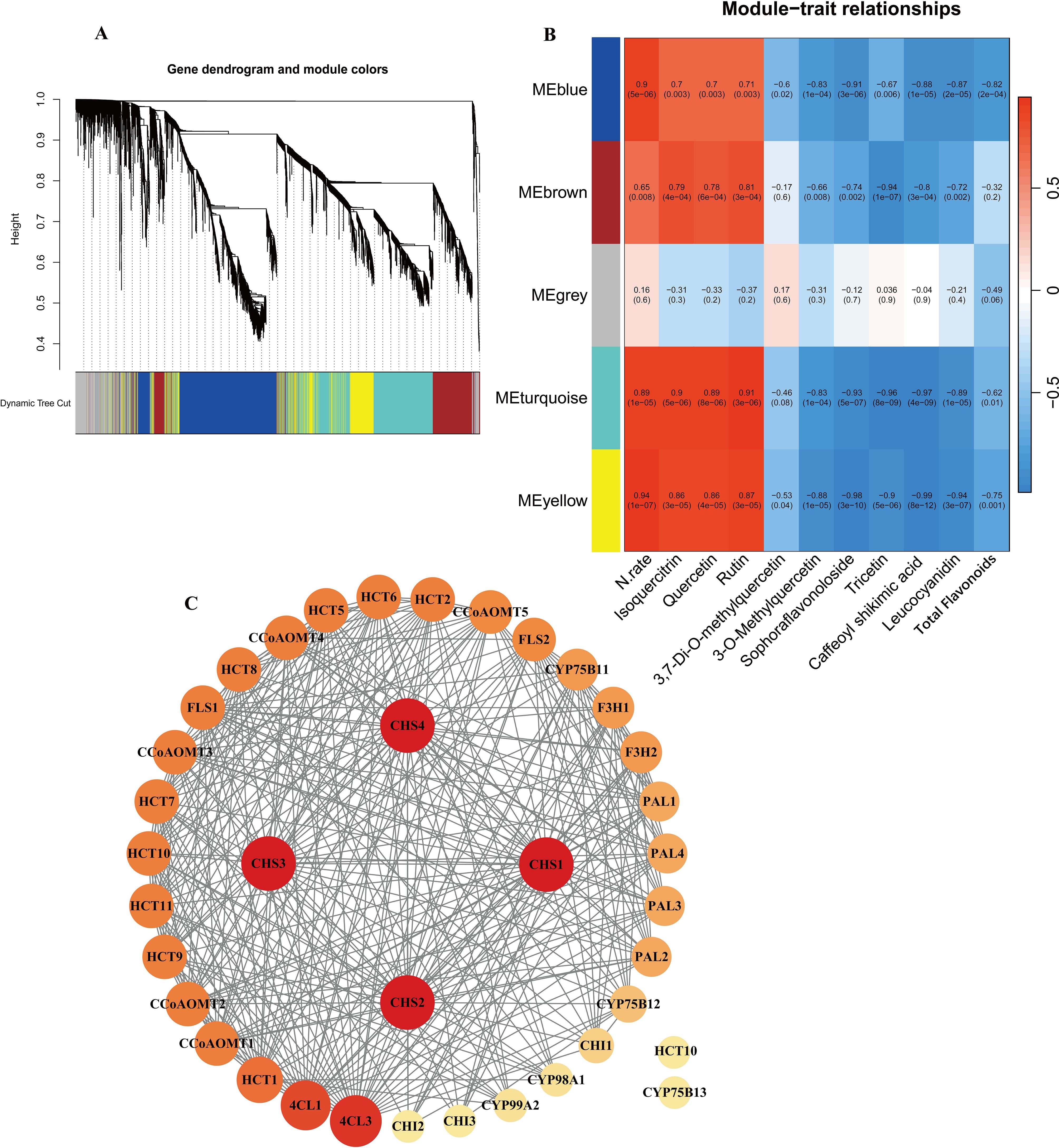 Gene analysis image with three panels. Panel A: Gene dendrogram with module colors at the bottom, showing hierarchical clustering. Panel B: Heatmap of module-trait relationships, with colors indicating correlation strengths. Panel C: Network diagram displaying gene interactions, with nodes labeled and colored, indicating connection strength.