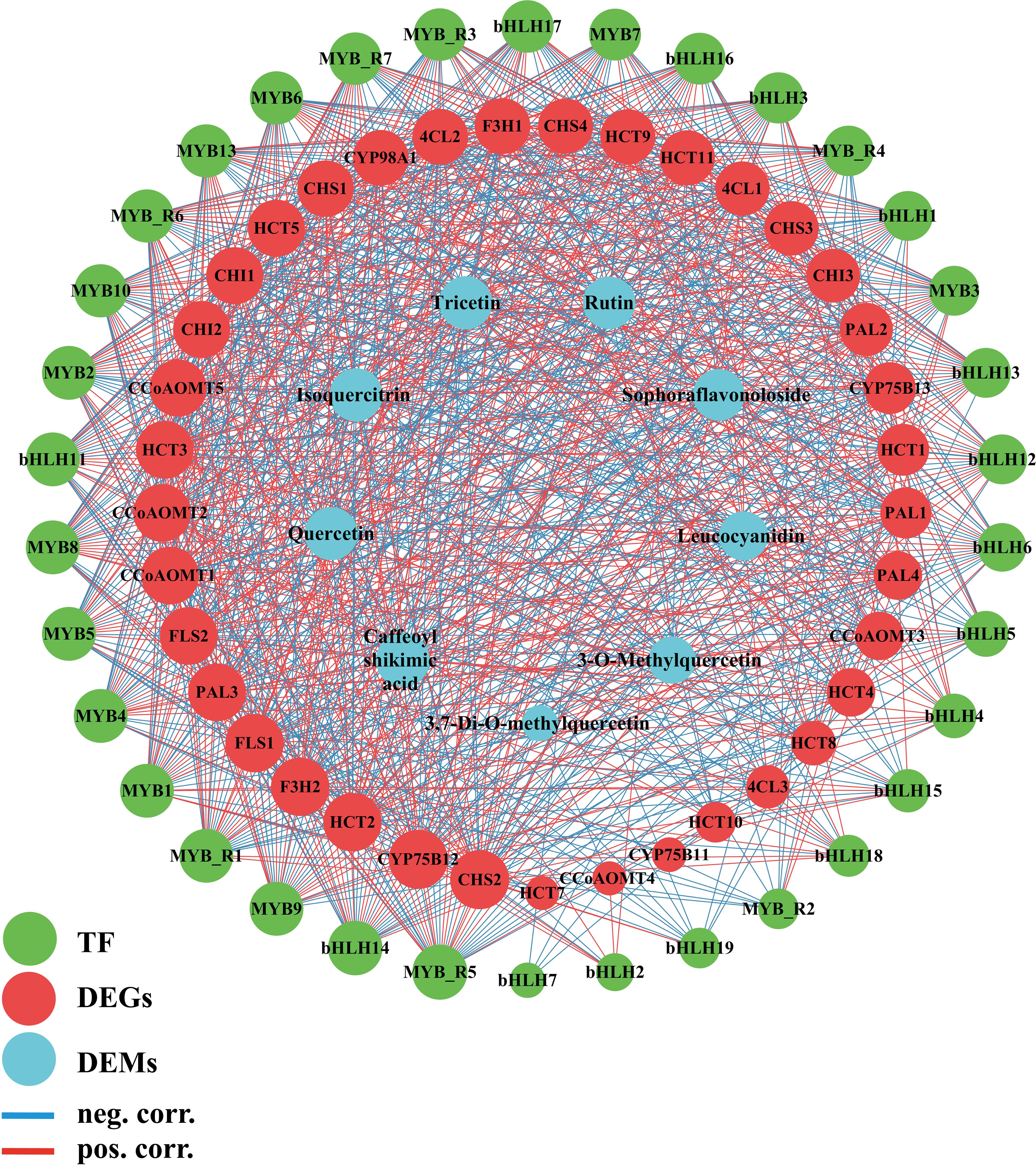 Network graph illustrating the interactions between transcription factors (green circles), differentially expressed genes (red circles), and other differentially expressed genes (blue circles). Blue lines represent negative correlations, while red lines indicate positive correlations. Key compounds like Quercetin, Rutin, and Leucocyanidin are highlighted. Nodes and connections demonstrate the complex relationships in the dataset.