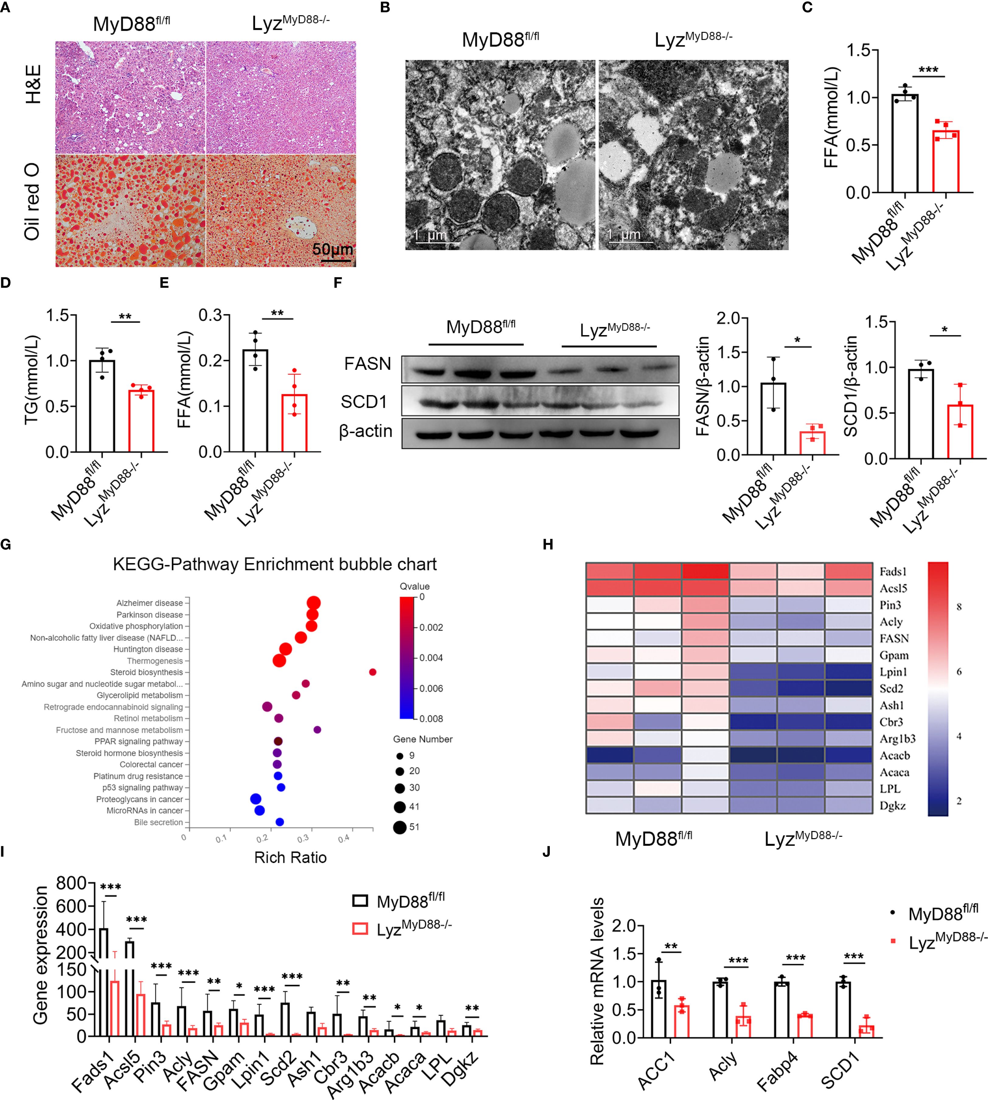A multi-panel scientific image comparing MyD88^fl/fl and Lyz^MyD88-/- groups. Panel A shows H&E and Oil Red O stained tissues, with differences in tissue appearance. Panel B displays electron micrographs of cellular structures. Panels C, D, and E present bar graphs of FFA, TG, and FFA levels, respectively, showing significant differences. Panel F includes a Western blot analysis of FASN and SCD1 with quantification. Panel G is a KEGG pathway enrichment bubble chart. Panel H reveals a heatmap of gene expression. Panels I and J display bar graphs of gene expression and mRNA levels, indicating statistical significance.