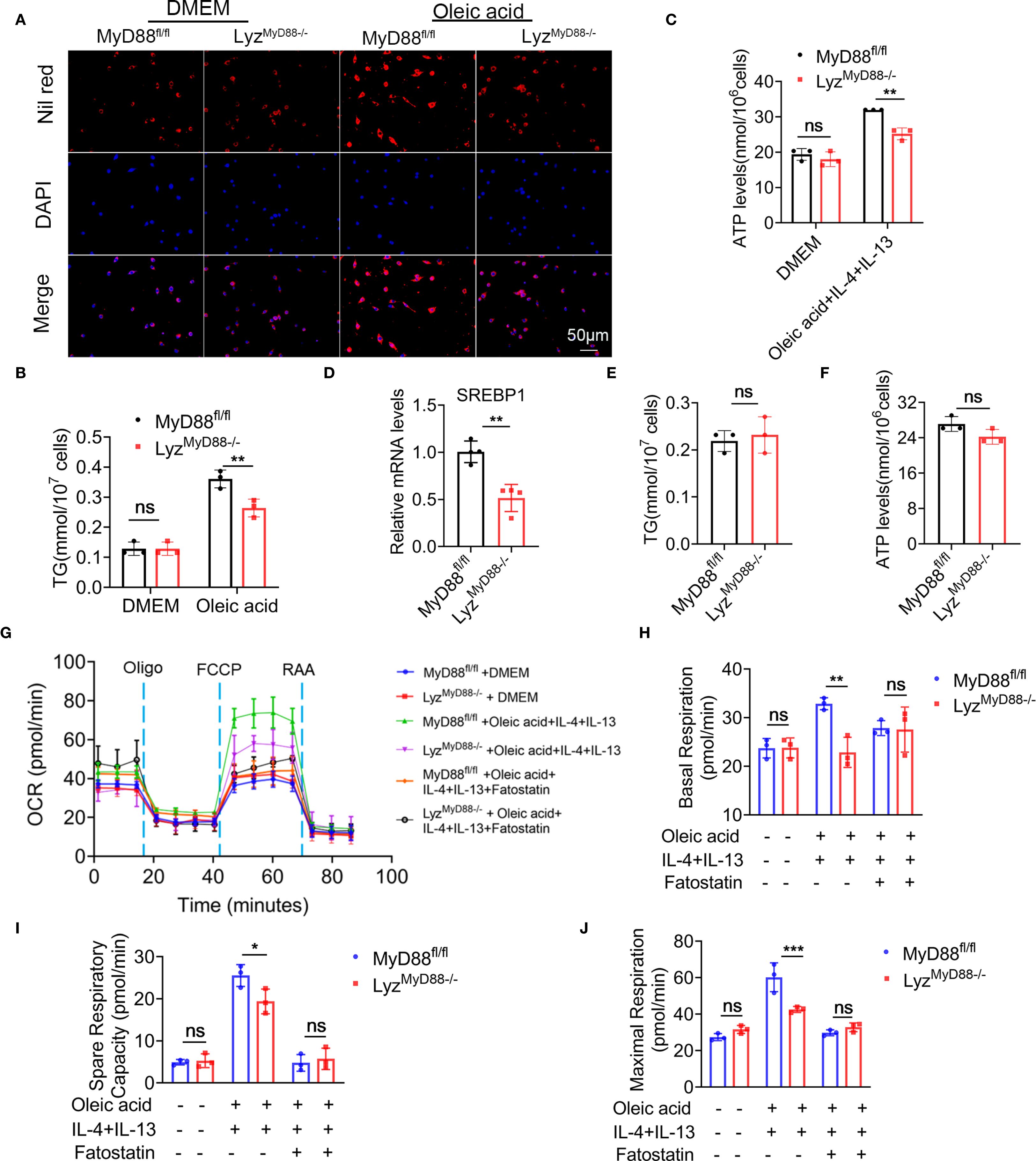 The image contains multiple panels showing experimental results related to cell biology. Panel A presents fluorescent microscopy images with cells stained using Nile Red and DAPI, with a merge showing combined staining. Panels B to F show bar graphs measuring triglyceride and ATP levels, and mRNA expression under different conditions. Panel G features a line graph depicting oxygen consumption rate (OCR) over time with various treatments. Panels H to J display bar graphs comparing basal respiration, spare respiratory capacity, and maximal respiration, annotated with statistical significance markers. Scale bar indicates 50 micrometers.