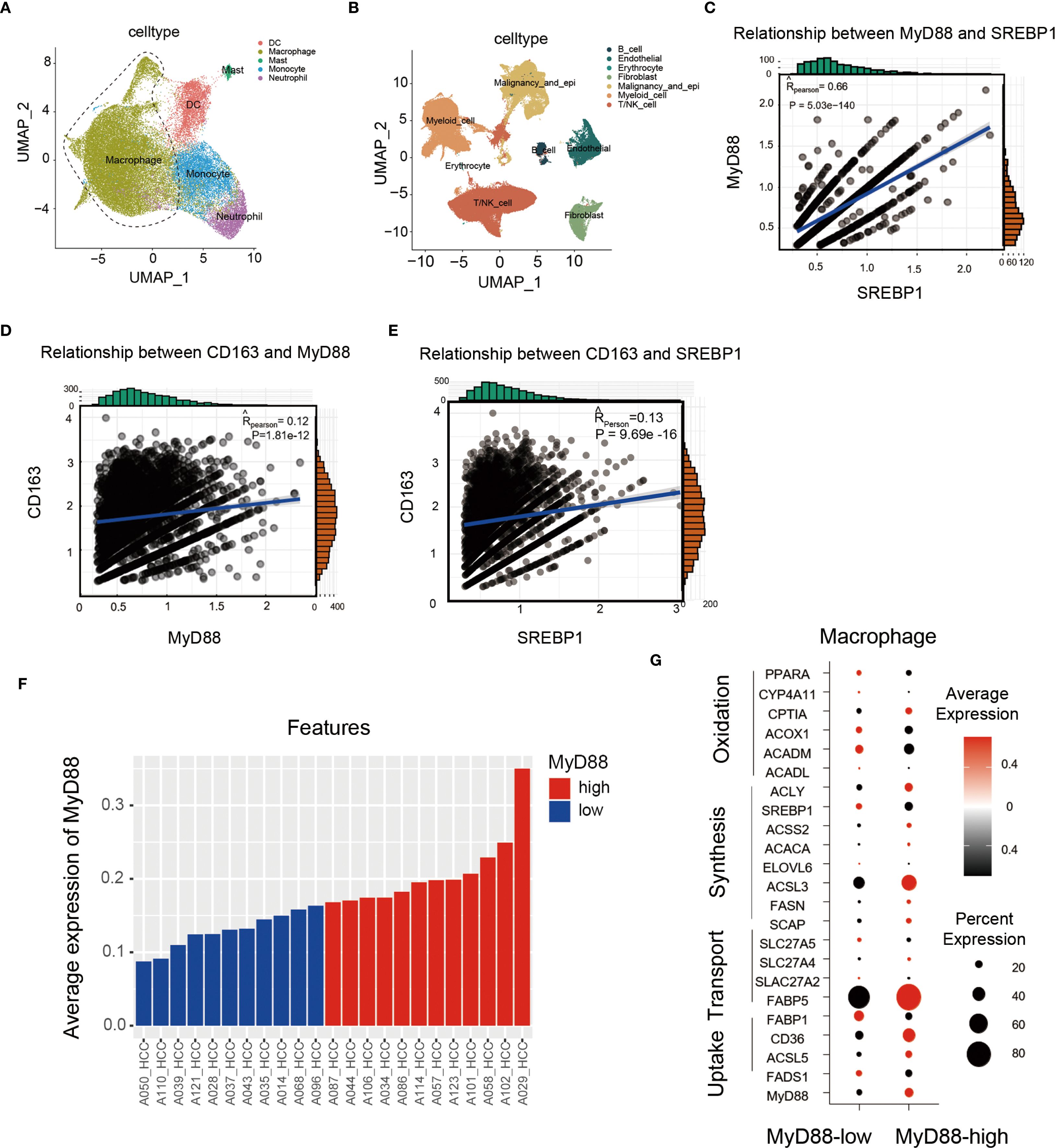 Graphs and charts depicting analysis of cell types and gene expression. Panels A and B show UMAP plots of different cell types. Panels C to E display scatter plots analyzing relationships between MyD88, SREBP1, and CD163 with correlation coefficients. Panel F is a bar graph showing average expression of MyD88 across features. Panel G is a dot plot representing macrophage gene expression categorized into oxidation, synthesis, and uptake transport pathways with varying expression levels.