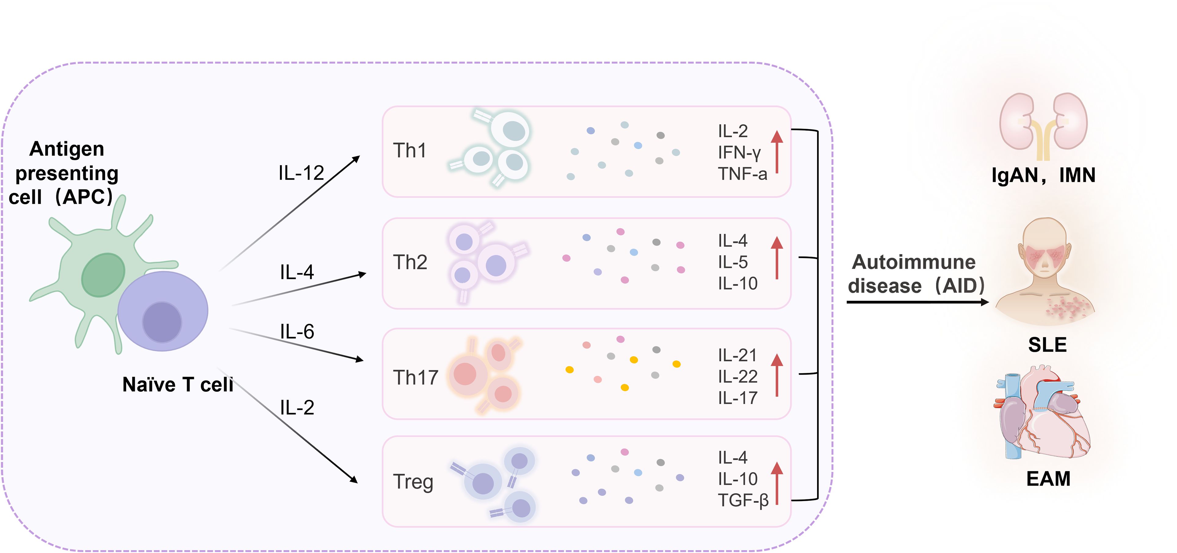 Diagram illustrating the interaction between antigen-presenting cells (APC) and naïve T cells, leading to differentiation into Th1, Th2, Th17, and Treg cells through interleukins IL-12, IL-4, IL-6, and IL-2. Each T cell type is associated with different cytokines: Th1 (IL-2, IFN-γ, TNF-α), Th2 (IL-4, IL-5, IL-10), Th17 (IL-21, IL-22, IL-17), Treg (IL-4, IL-10, TGF-β) and autoimmune diseases like IgAN, IMN, SLE, and EAM.