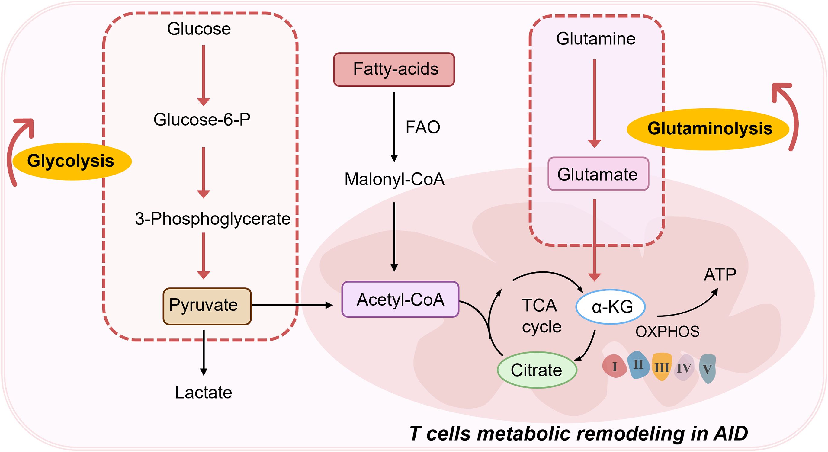 Diagram illustrating T cells metabolic remodeling in autoimmunity. It shows glycolysis converting glucose to pyruvate and lactate, and glutaminolysis converting glutamine to glutamate, entering pathways involving Acetyl-CoA, the TCA cycle, and oxidative phosphorylation, producing ATP.