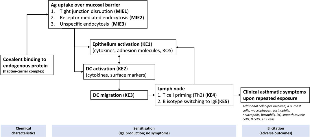 Key mechanisms depicting the process of antigen uptake and immune response assumed to result in asthma symptoms. It begins with covalent binding to endogenous protein to forms a hapten-carrier complex (antigen). Next, antigen uptake takes place over the mucosal barrier, involving tight junction disruption, receptor-mediated, and unspecific endocytosis. This leads to epithelium and dendritic cell (DC) activation, followed by DC migration to lymph nodes. Next, T cells are primed, and B cells switch to IgE production. Repeated exposure results in clinical asthmatic symptoms with involvement of various immune cells. The proposed mechanism is comprised of chemical characteristics, sensitization, and elicitation (adverse outcome).