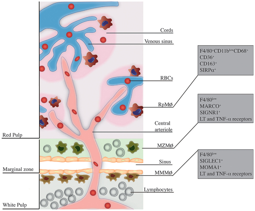 Frontiers | Splenic Macrophage Subsets and Their Function during Blood ...