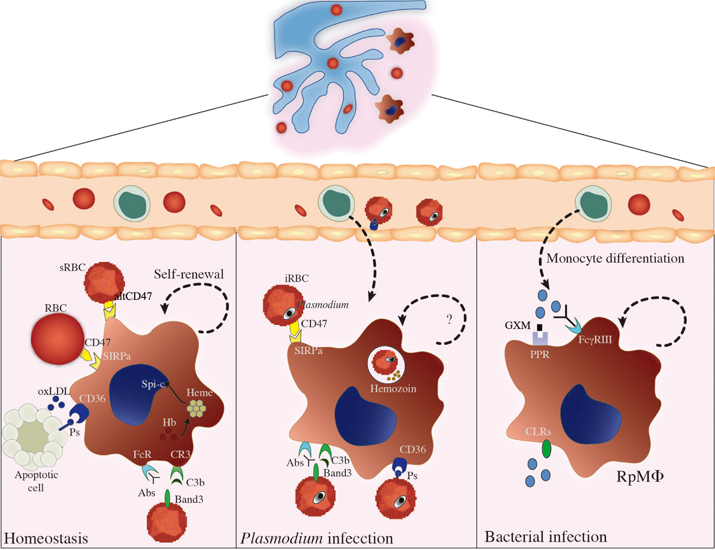 Frontiers | Splenic Macrophage Subsets and Their Function during Blood ...