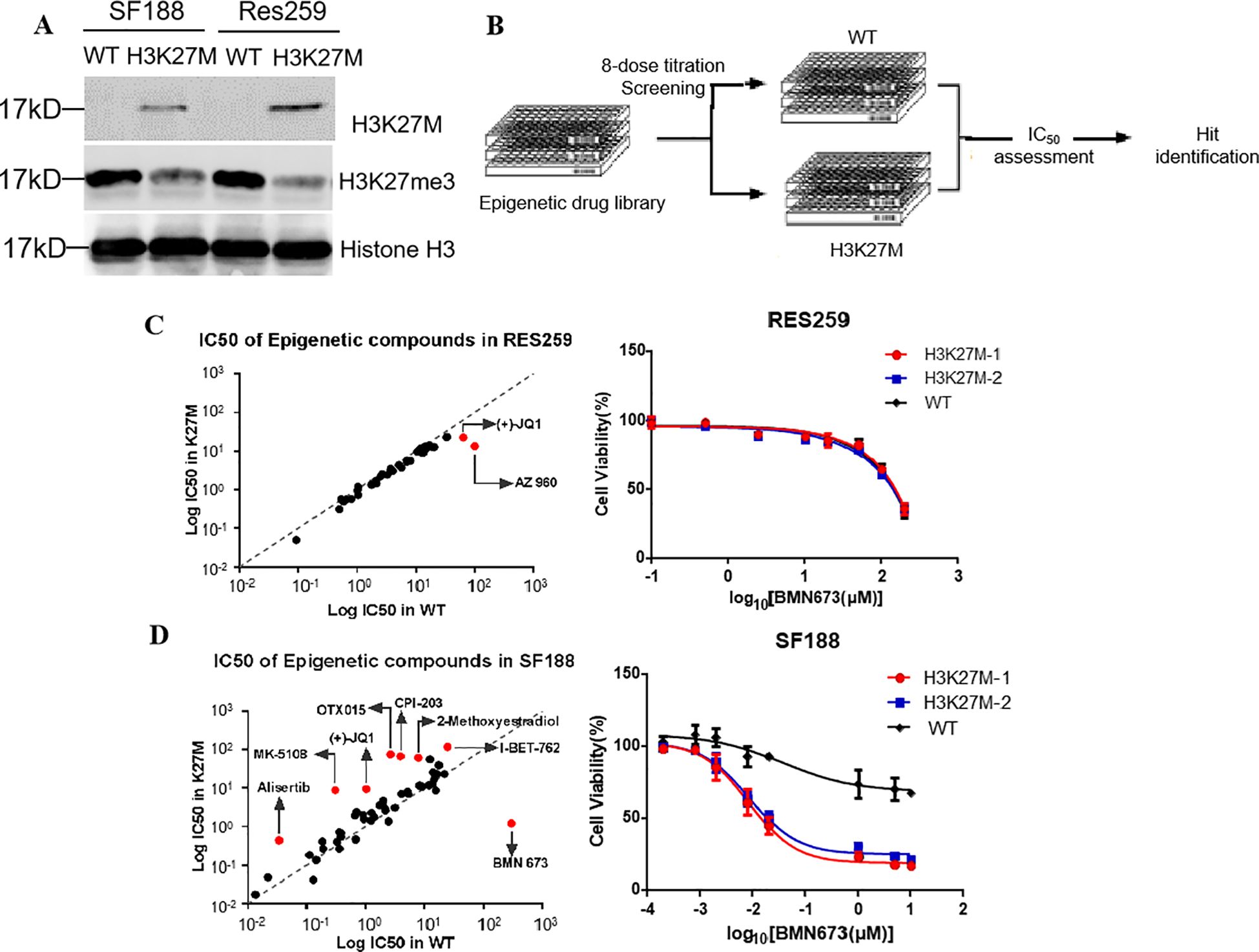 A series of panels showing experimental results related to H3K27M mutations. Panel A displays Western blot analyses for the SF188 and Res259 cell lines with wild-type (WT) and H3K27M mutations, showing protein bands for H3K27M, H3K27me3, and Histone H3. Panel B illustrates the workflow of an eight-dose titration screening using an epigenetic drug library to assess IC50 for WT and H3K27M cells, identifying hit compounds. Panel C features a scatter plot of IC50 values of epigenetic compounds in RES259, highlighting specific compounds like AZ 960 and (+)JQ1. Panel D presents a similar plot for SF188, marking compounds such as Alisertib and I-BET-762, along with cell viability curves for H3K27M-1, H3K27M-2, and WT in response to BMN673.