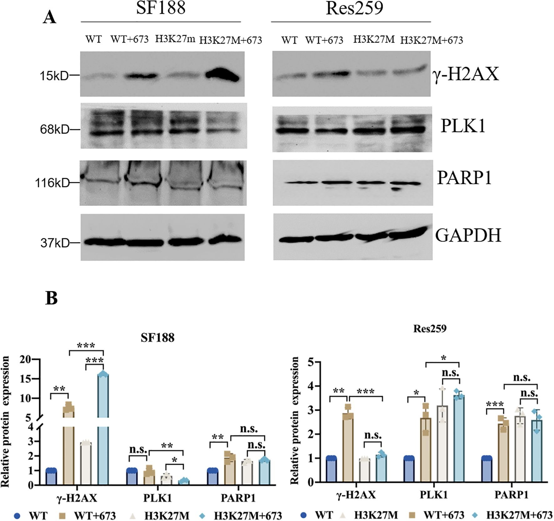 Western blot analysis and bar charts showing protein expression levels of γ-H2AX, PLK1, PARP1, and GAPDH in SF188 and Res259 cells under different conditions: WT, WT+673, H3K27M, and H3K27M+673. Panel (A) displays the protein bands with molecular weights marked. Panel (B) presents bar charts quantifying the relative protein expression, with significant differences marked by asterisks, and “n.s.” indicating not significant.