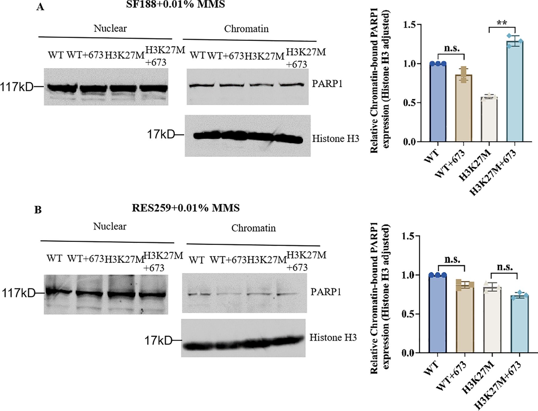 Western blot and bar graph depicting PARP1 and Histone H3 expression in nuclear and chromatin fractions from SF188 and RES259 cell lines treated with MMS. Panel A shows SF188 results, and Panel B displays RES259 results. Each panel includes bands for wild type (WT), WT+673, H3K27M, and H3K27M+673 conditions. The bar graphs on the right illustrate relative chromatin-bound PARP1 expression, adjusted for Histone H3, indicating statistical significance with “**” and “n.s.” for non-significance.