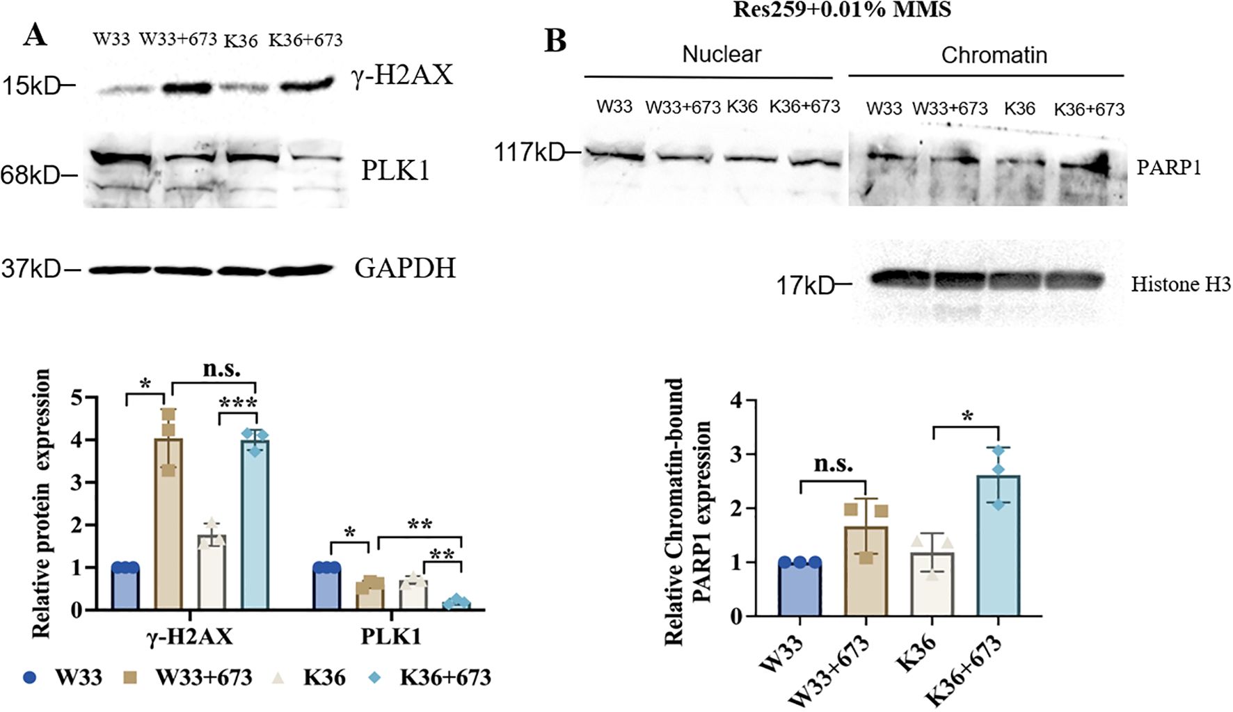 Western blot and bar graphs display protein expression results. Panel A shows bands for γ-H2AX, PLK1, and GAPDH across different treatments. Panel B shows PARP1 and Histone H3 levels in nuclear and chromatin fractions. Bar graphs depict relative expression levels with statistical significance indicated by asterisks. Each treatment group is represented by different colors: W33, W33+673, K36, and K36+673.