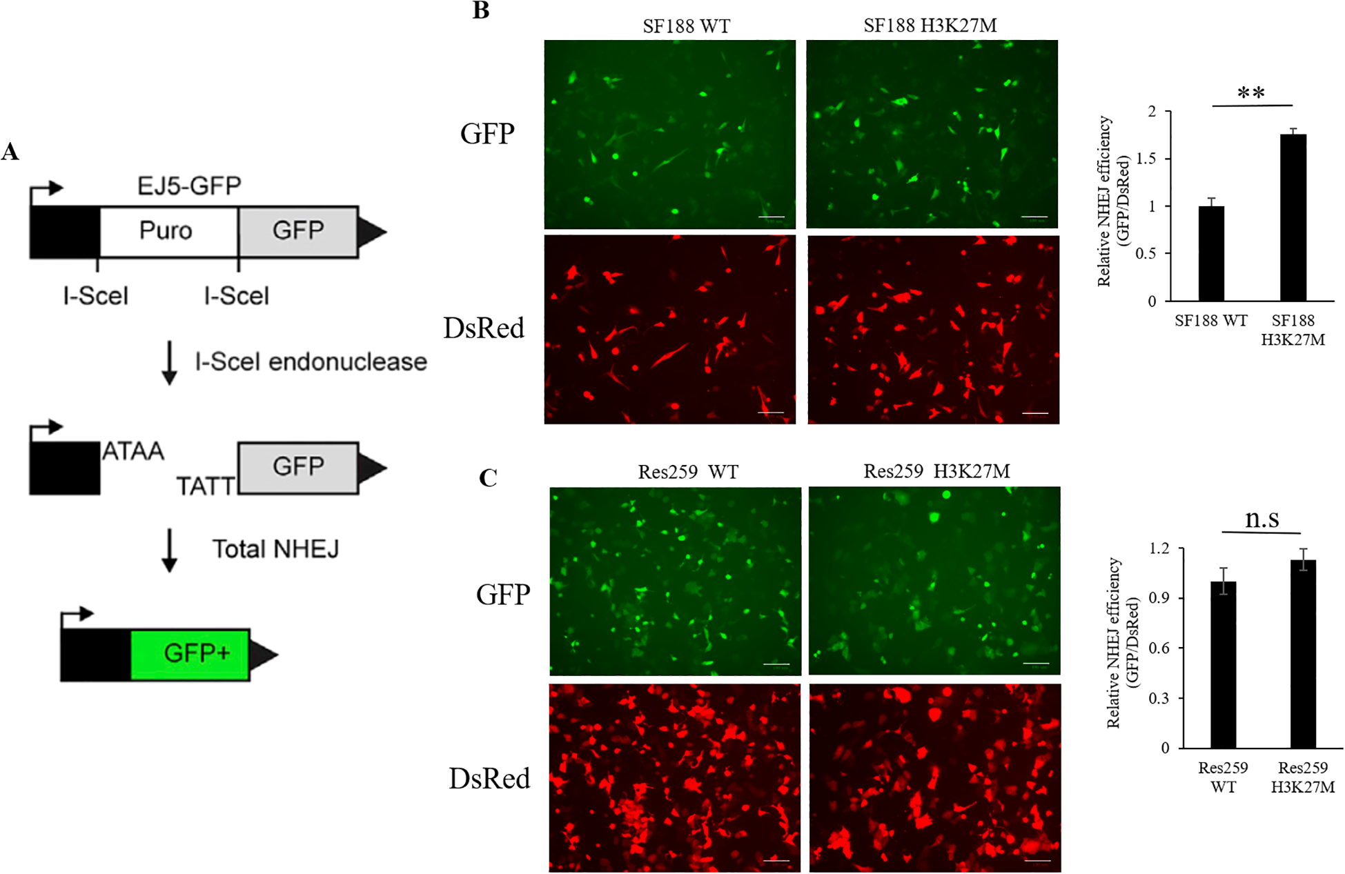 Diagram and fluorescence images related to NHEJ efficiency. Panel A shows a schematic of the EJ5-GFP assay setup for detecting non-homologous end joining (NHEJ). Panels B and C display fluorescent microscopy images: GFP and DsRed channels are shown for SF188 and Res259 cell lines, comparing wild type (WT) to H3K27M mutants. The bar graphs indicate relative NHEJ efficiency with significant difference noted in SF188 cells and no significant difference in Res259 cells.