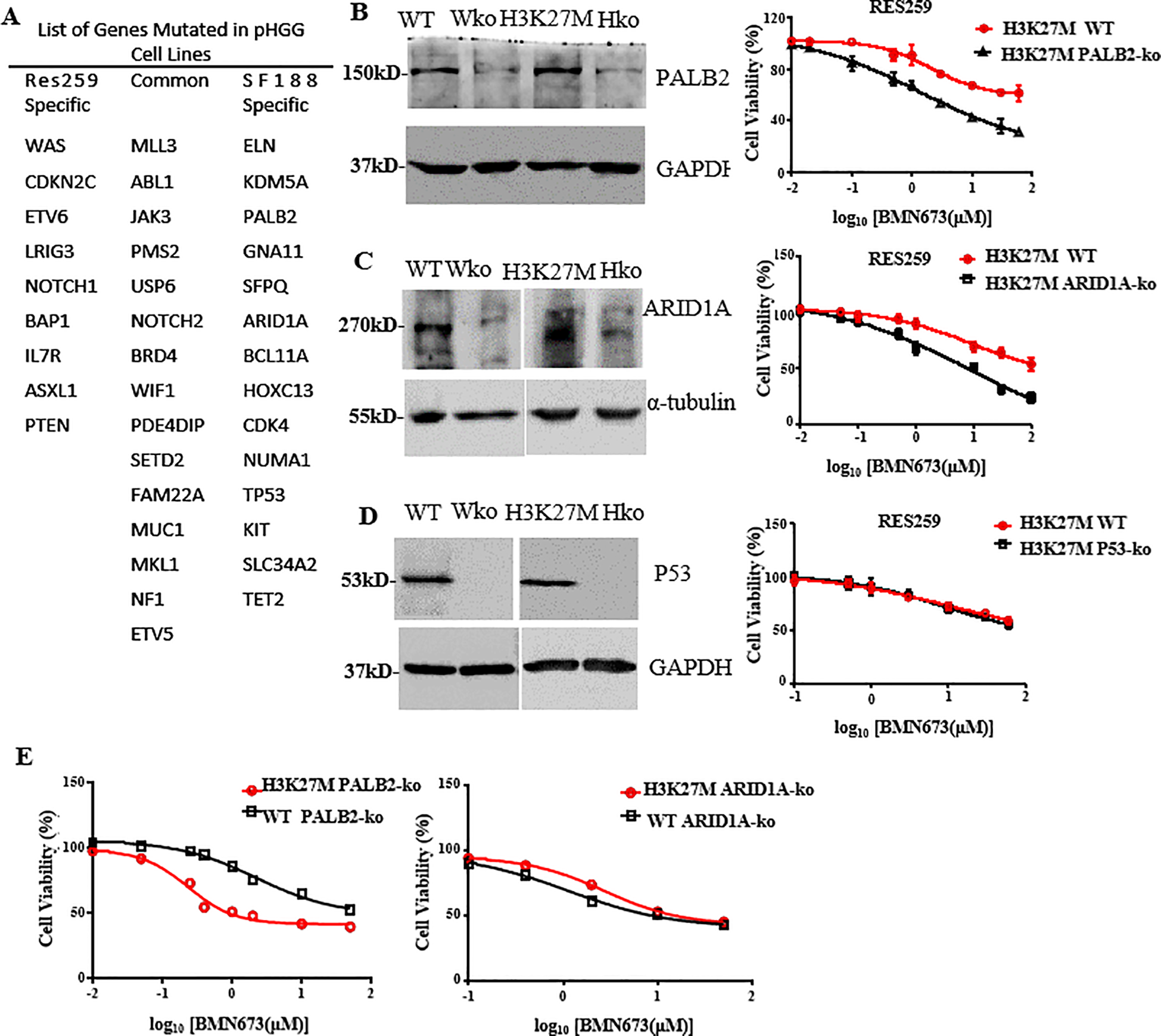 A scientific figure with multiple panels. Panel A lists genes mutated in pHGG cell lines, split into categories: RES259 specific, common, and SF188 specific. Panel B shows Western blot analysis for PALB2 with GAPDH as a control, alongside a graph comparing cell viability in H3K27M WT and PALB2-ko cells. Panel C presents a blot for ARID1A with α-tubulin as a control, paired with a viability graph for ARID1A-ko cells. Panel D displays a blot for P53 with GAPDH control, and a viability graph for P53-ko cells. Panel E shows two cell viability graphs for PALB2-ko and ARID1A-ko under different H3K27M conditions.