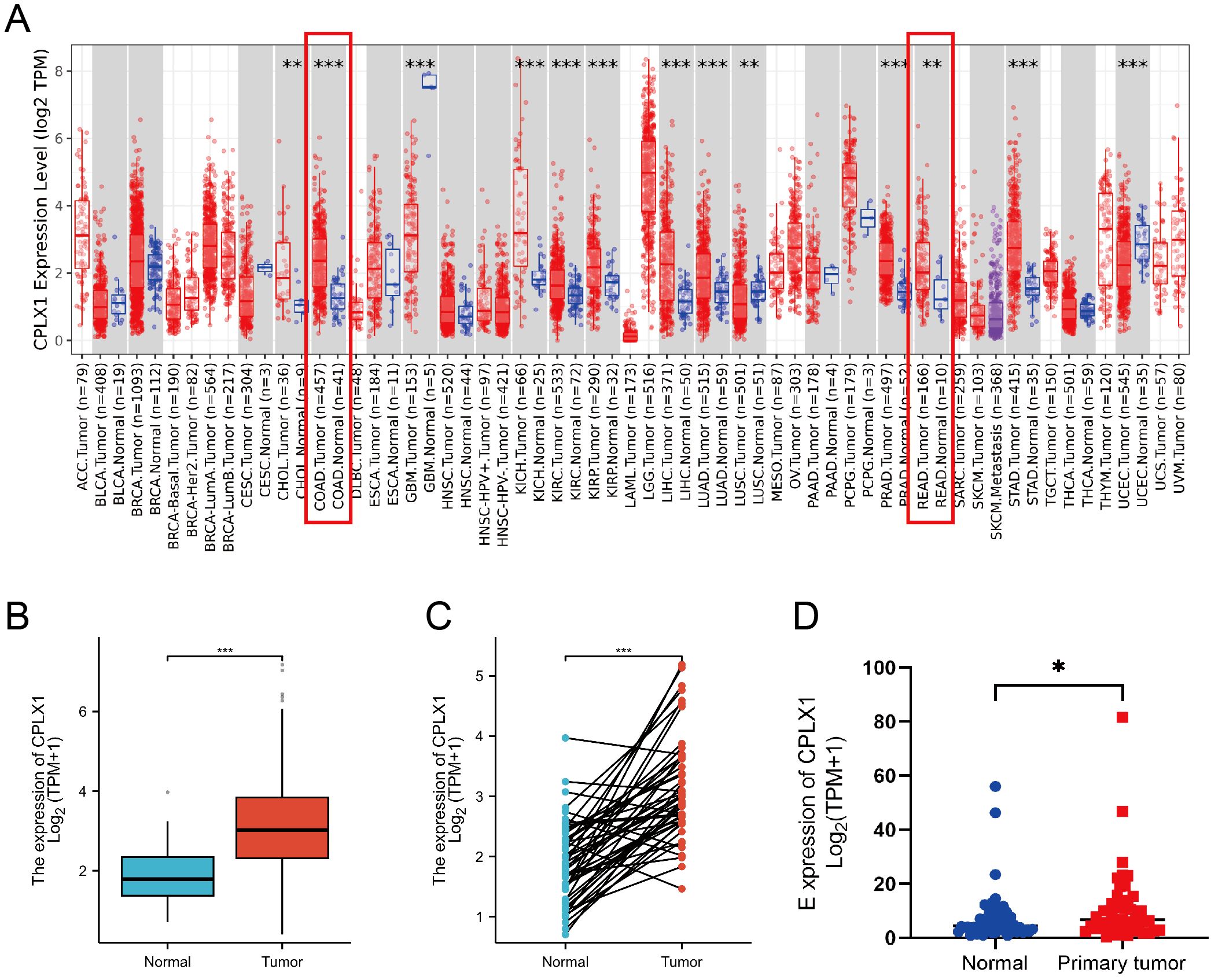 Graphical data visualization showing CPLX1 expression in various normal and tumor tissues. Panel A: Scatter plot depicting CPLX1 expression levels (log2 TPM) across different cancer types, with significant differences marked by asterisks and highlighted boxes. Panel B: Box plot comparing CPLX1 expression between normal (blue) and tumor (red) tissues, showing higher expression in tumors. Panel C: Paired plot illustrating increased CPLX1 expression from normal to tumor tissues in individual cases. Panel D: Scatter plot of CPLX1 expression in normal vs. primary tumor tissues, with higher expression in tumors marked by statistical significance.