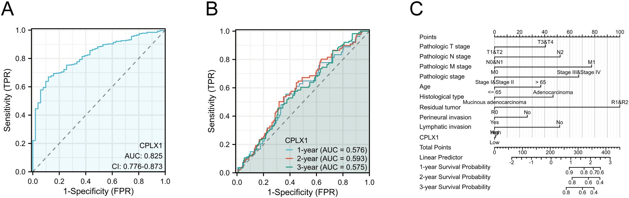 Panel A displays an ROC curve with an AUC of 0.825 for CPLX1, showing sensitivity versus 1-specificity. Panel B shows multiple ROC curves for 1-, 2-, and 3-year survival probabilities with respective AUCs of 0.576, 0.593, and 0.575. Panel C features a nomogram including variables like pathologic stage, age, histological type, and CPLX1, correlated with survival probabilities over three years.