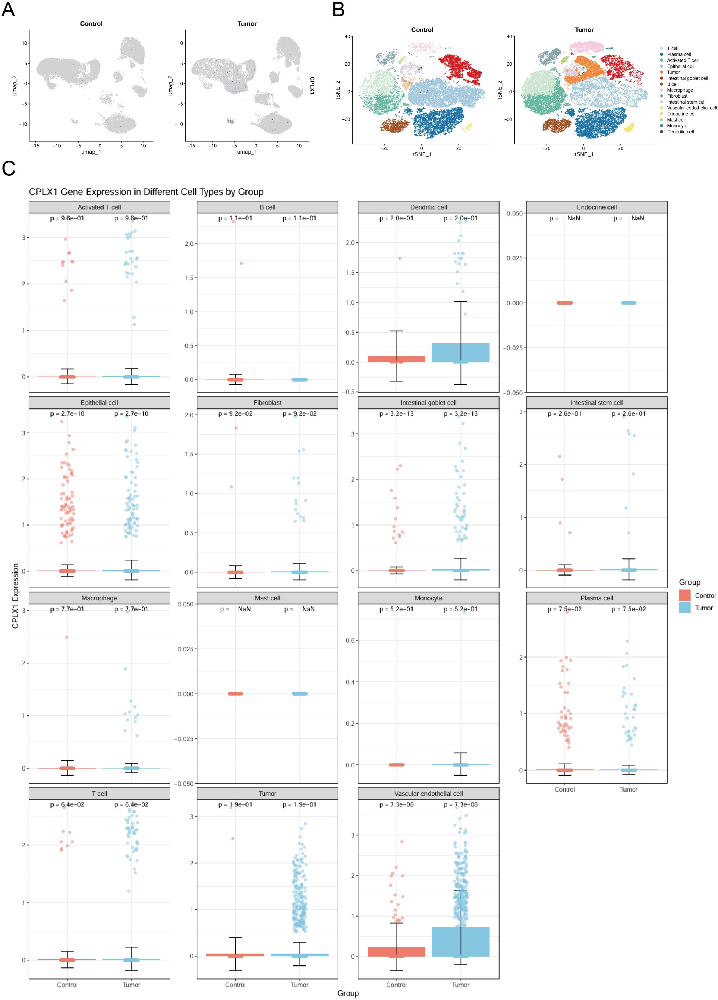 Panel A shows UMAP plots comparing control and tumor samples labeled with cell type markers. Panel B displays t-SNE plots of control and tumor samples with various colored clusters representing different cell types, including T cells and macrophages. Panel C contains box-and-whisker plots for CPLX1 gene expression across different cell types in control and tumor groups, illustrating differences in expression levels with p-values indicating statistical significance.