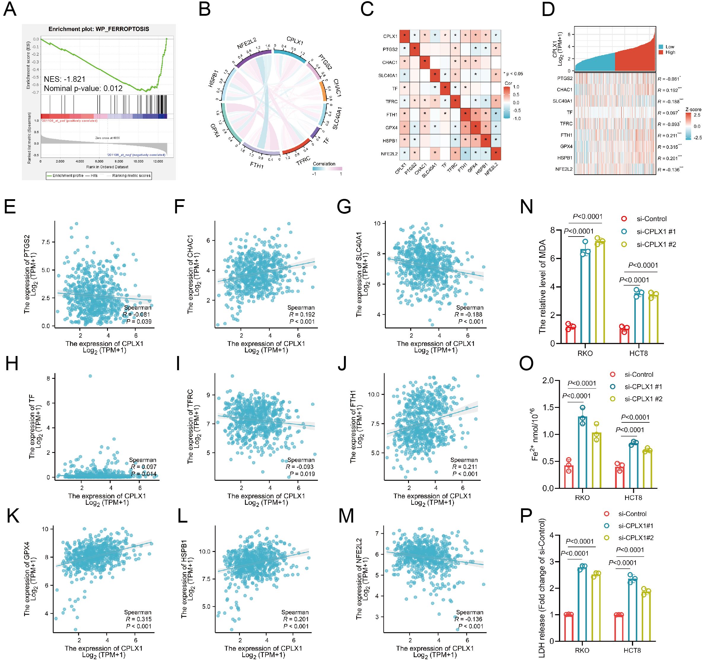 Composite image showing multiple panels related to gene expression and correlations. Panel A features an enrichment plot for WP_FERROPTOSIS. Panel B shows a circular correlation diagram for various genes. Panel C presents a correlation heatmap. Panel D displays a bar plot and heatmap for gene expression with Z-scores. Panels E to M depict scatter plots correlating the expression of CPLX1 with various other genes, labeled with Spearman coefficients and p-values. Panels N to P include bar graphs comparing levels of MDA, Fe²⁺, and LDH release in RKO and HCT8 cells under different conditions, with statistical significance annotations.