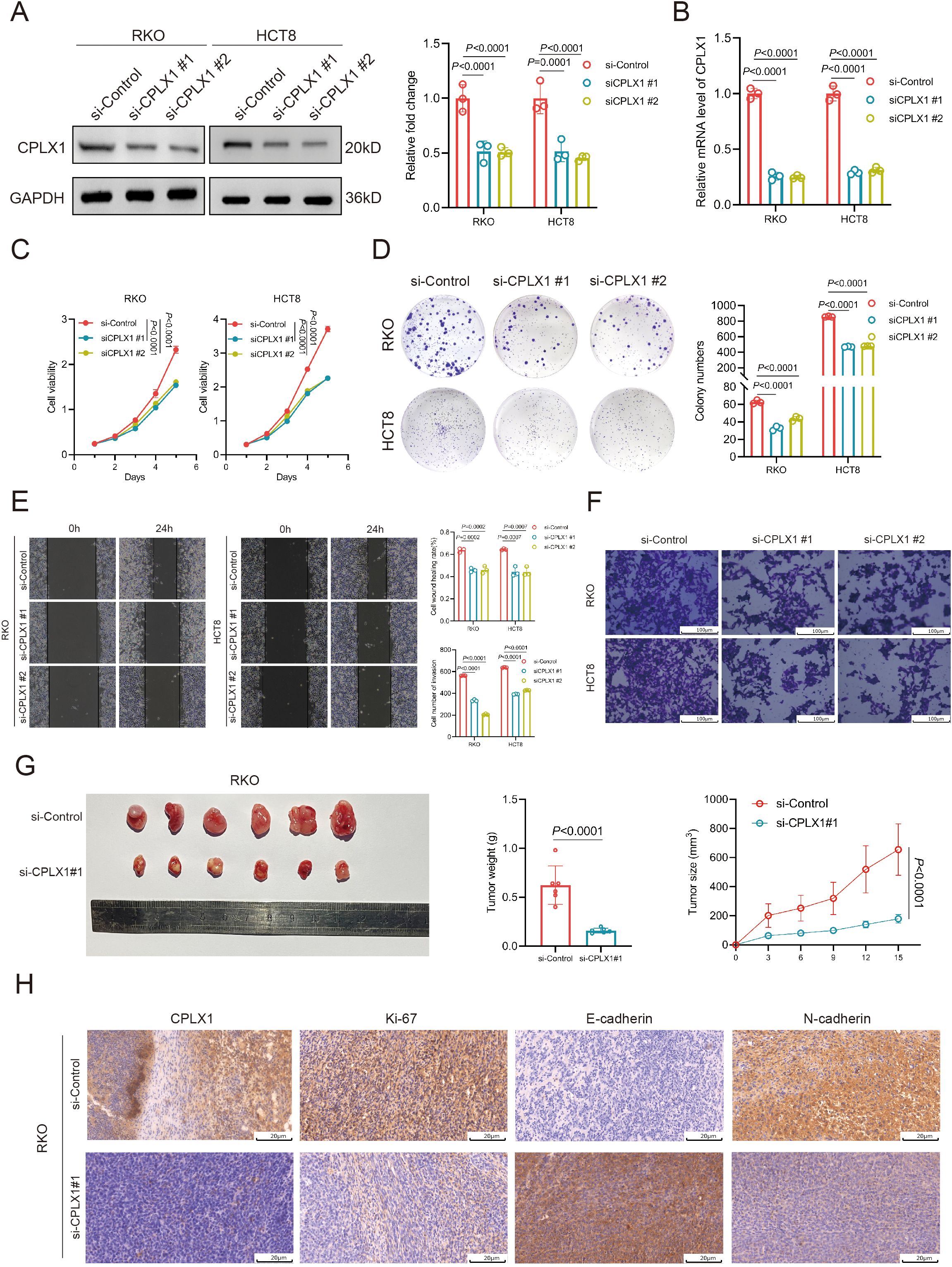 Research figures display experimental results involving the CPLX1 gene in RKO and HCT8 cell lines. Panel A shows Western blots and relative fold-change graphs of CPLX1 protein levels. Panel B illustrates relative mRNA levels of CPLX1. Panel C presents cell viability assays over time. Panel D includes colony formation assays with quantification. Panel E shows wound-healing assays with cell migration analysis. Panel F presents invasion assays. Panel G depicts tumor growth in mice, showing weight and size differences between si-Control and si-CPLX1. Panel H displays immunohistochemical staining for various markers, including CPLX1, KI-67, E-cadherin, and N-cadherin.