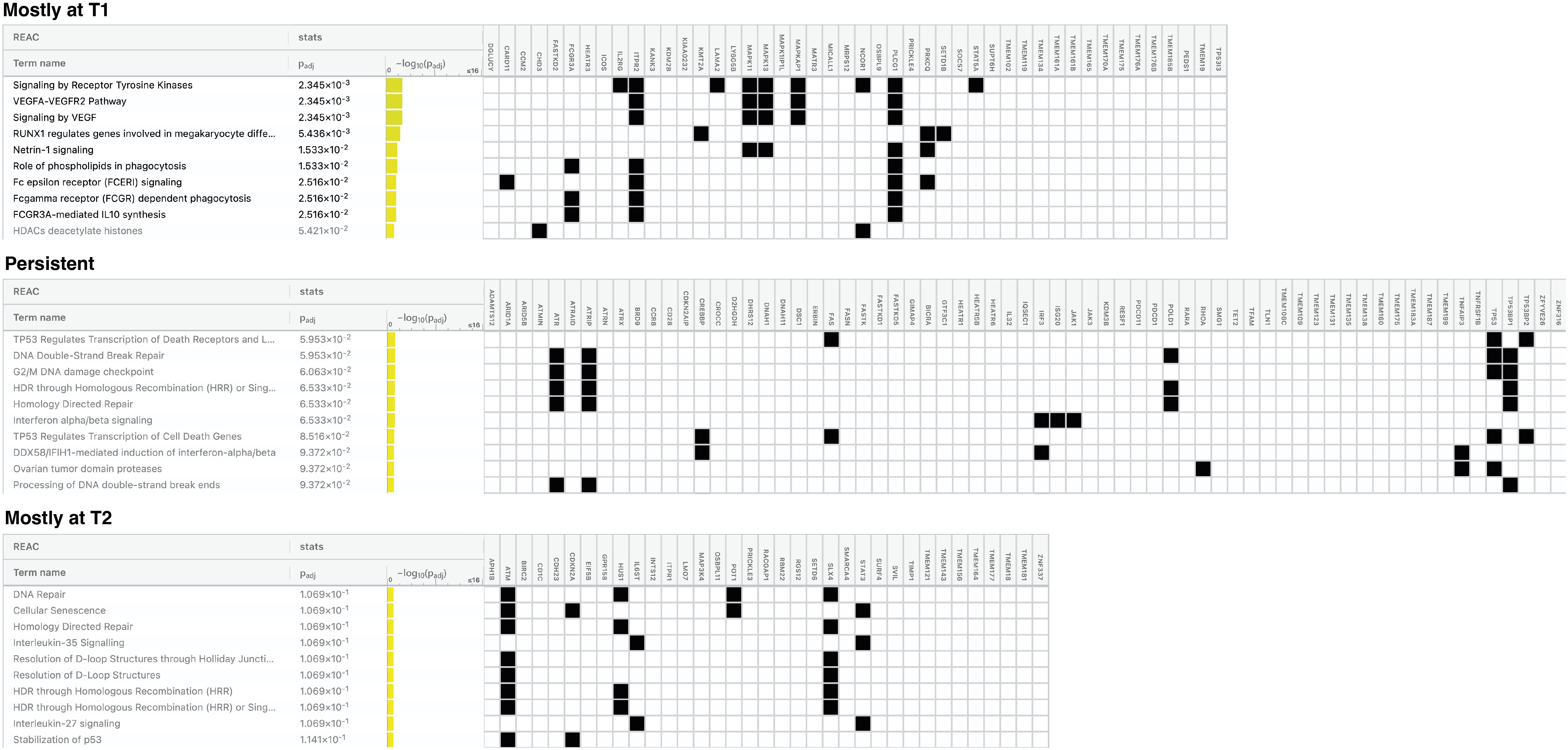 Pathway analysis heatmap with three sections: “Mostly at T1,” “Persistent,” and “Mostly at T2.” Each section lists biological terms related to signaling and repair processes, with corresponding statistical data. The heatmap columns represent different patients, with black squares indicating significant pathway activation in specific patients.