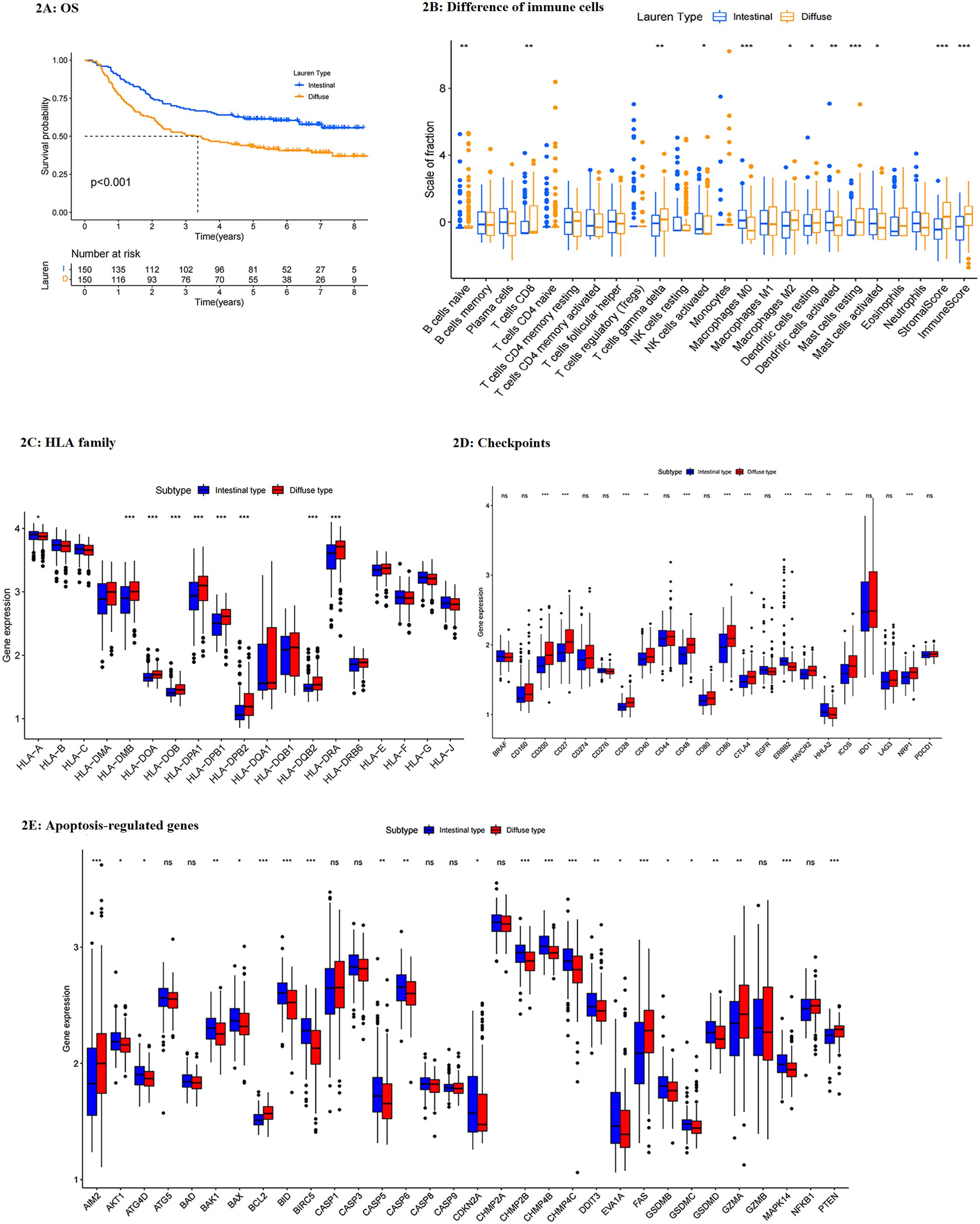 A series of five graphs illustrate various analyses. Panel A shows a Kaplan-Meier survival curve comparing intestinal and diffuse Lauren types, indicating lower survival for diffuse type. Panel B features a boxplot of immune cell fractions, comparing intestinal and diffuse types with significant differences in specific cells. Panels C, D, and E present boxplots of gene expression data for the HLA family, checkpoint genes, and apoptosis-regulated genes, respectively, highlighting differences between intestinal and diffuse types. Significance is marked with asterisks, with a distinct color code for each Lauren type.