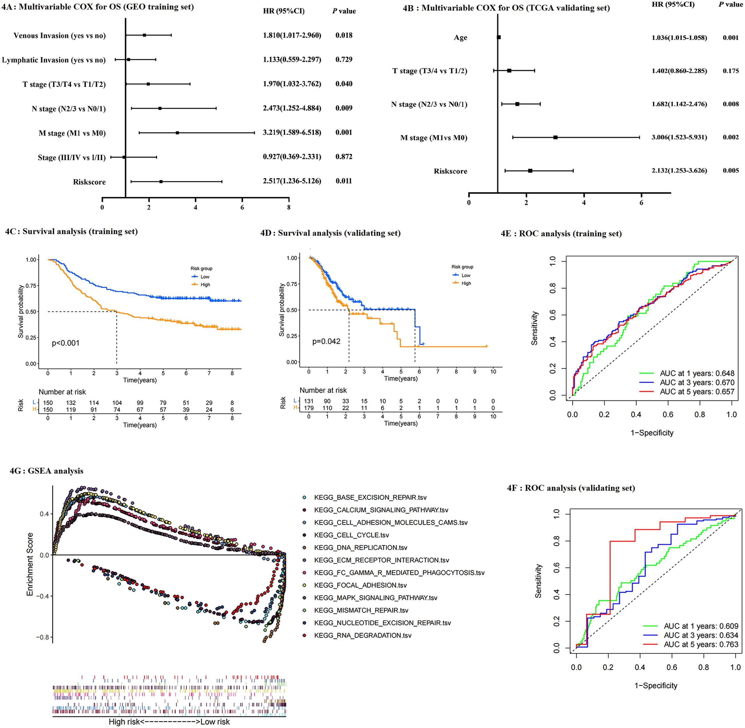 Multivariable COX analysis panels A and B show forest plots for the GEO training set and TCGA validating set, with hazard ratios and p-values for various stages and risk factors. Panels C and D depict Kaplan-Meier survival curves, highlighting differences in survival based on risk groups for training and validating sets. Panels E and F present ROC analysis with AUC values at one, three, and five years for both sets. Panel G illustrates a GSEA analysis with enrichment scores for different pathways and risk levels.