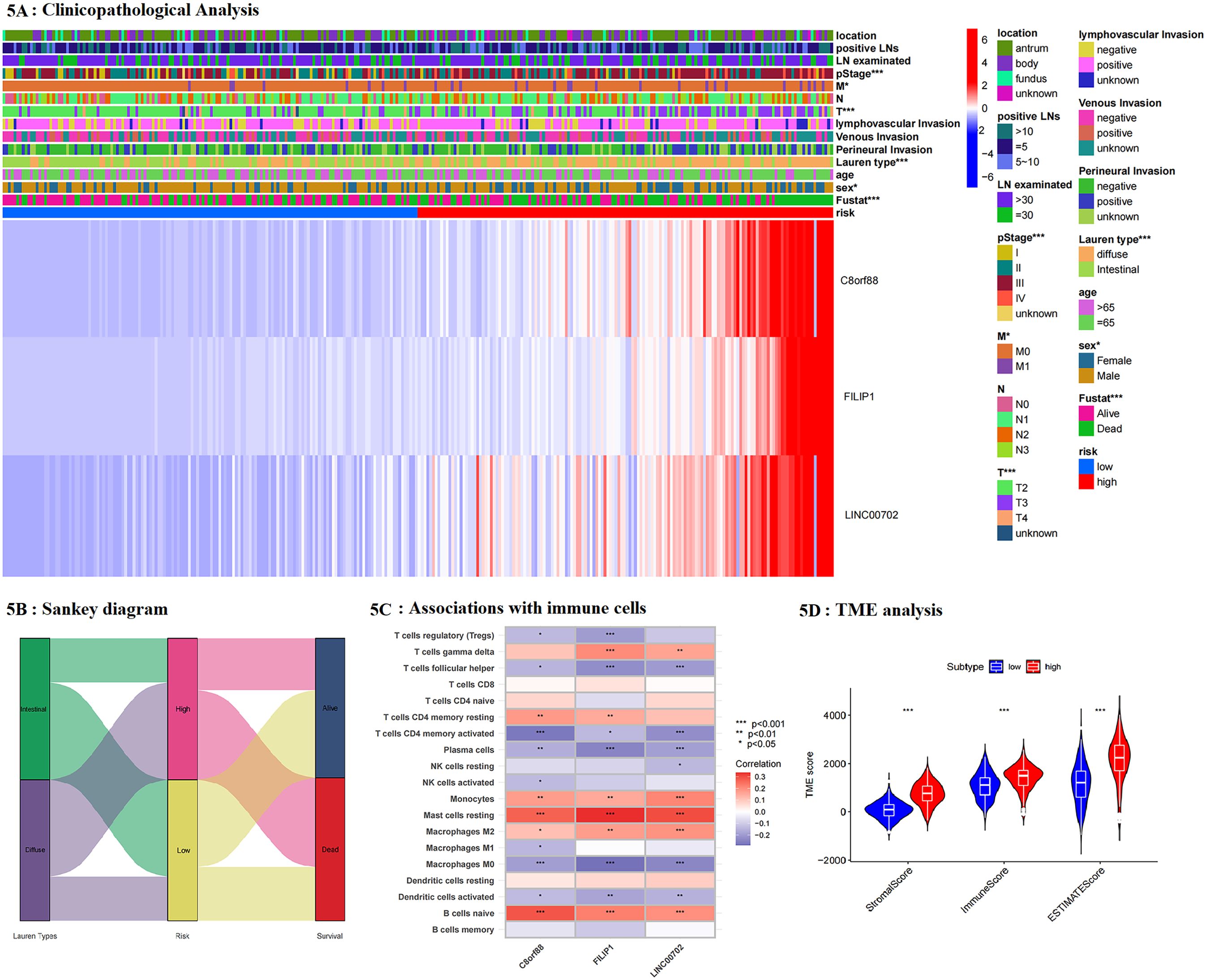 Panel A shows a heatmap for clinicopathological analysis with variables like location, stage, and risk. Panel B is a Sankey diagram illustrating connections between Lauren Type, risk, and survival. Panel C presents a heatmap of associations with various immune cells, highlighting correlations for C8orf88, FILIP1, and LINC00702. Panel D features a violin plot depicting TME analysis with three subtypes, showing TME scores for stromal, immune, and ESTIMATE scores across low and high subtypes.