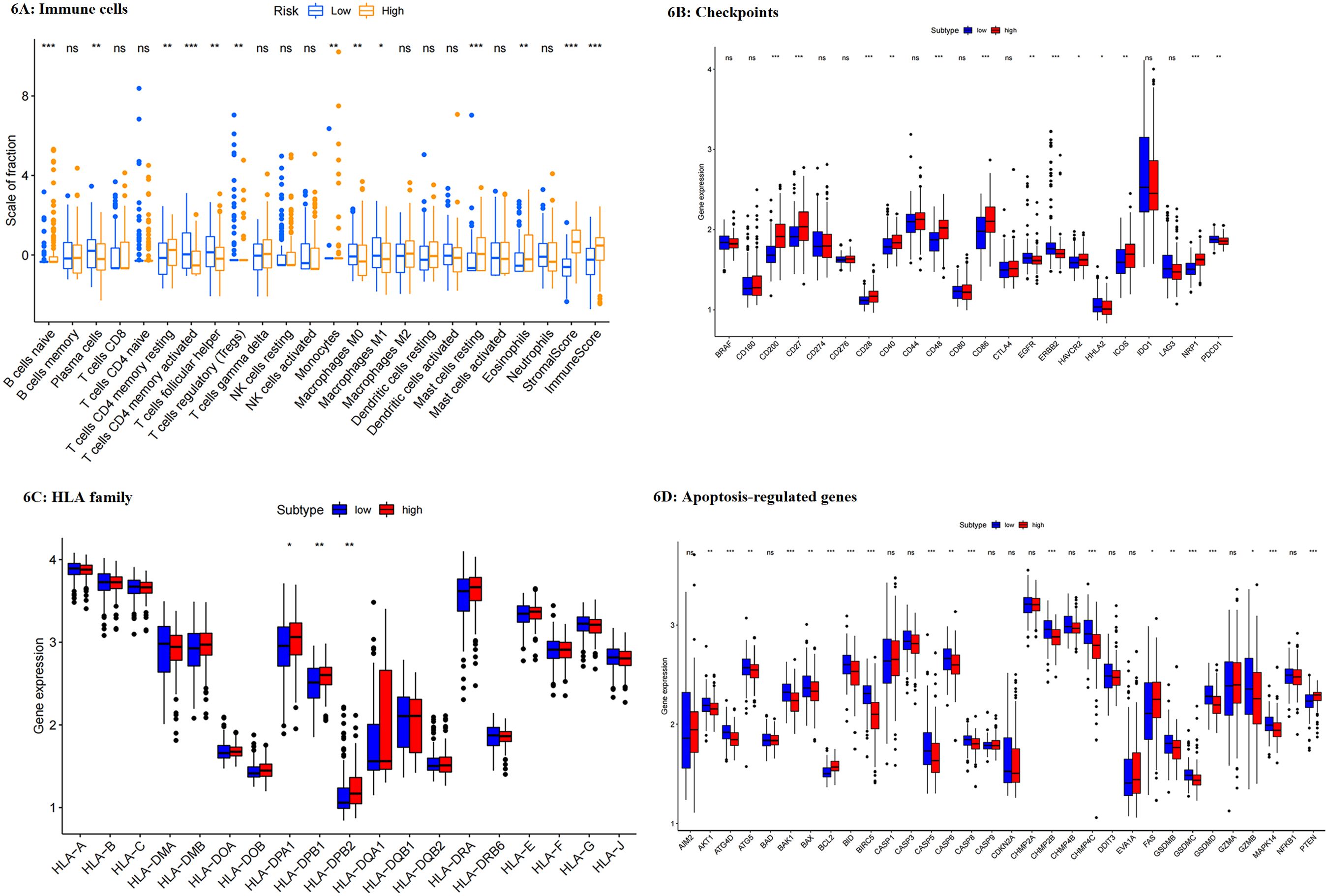 Box plots show differences in gene expression between low and high risk or subtype groups across four panels. Panel A displays immune cell fractions, Panel B shows checkpoint molecules, Panel C presents HLA family genes, and Panel D illustrates apoptosis-regulated genes. Significant differences are indicated by asterisks.