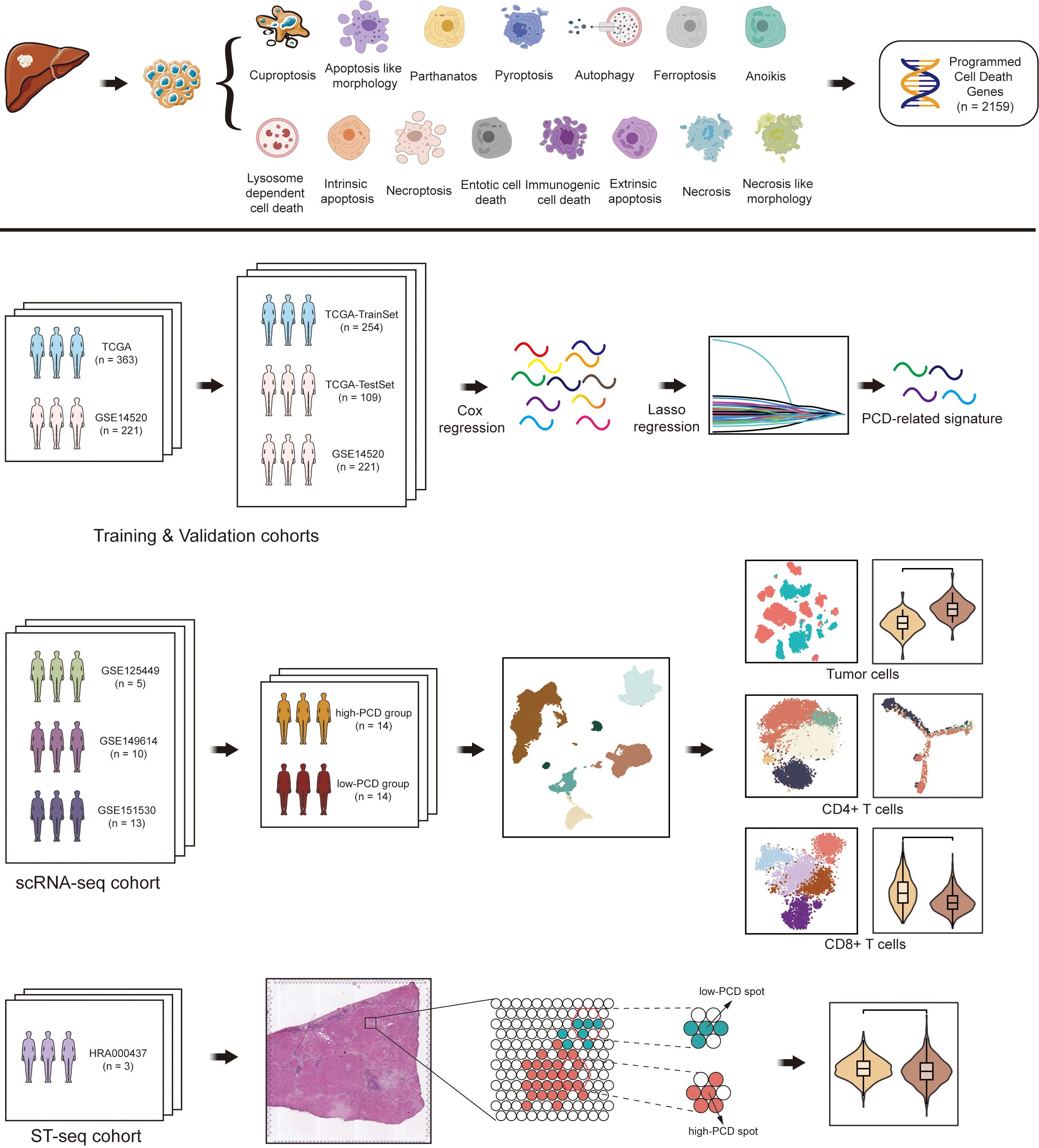 Diagram illustrating the study of programmed cell death (PCD) genes. The top section depicts various cell death types leading to PCD gene identification. The middle section outlines training and validation using patient cohorts, with Cox and Lasso regression for PCD signature identification. The bottom sections show analysis involving scRNA-seq and spatial transcriptomics (ST-seq) cohorts, categorizing PCD expression in tumor cells and T cells, represented through visual plots.
