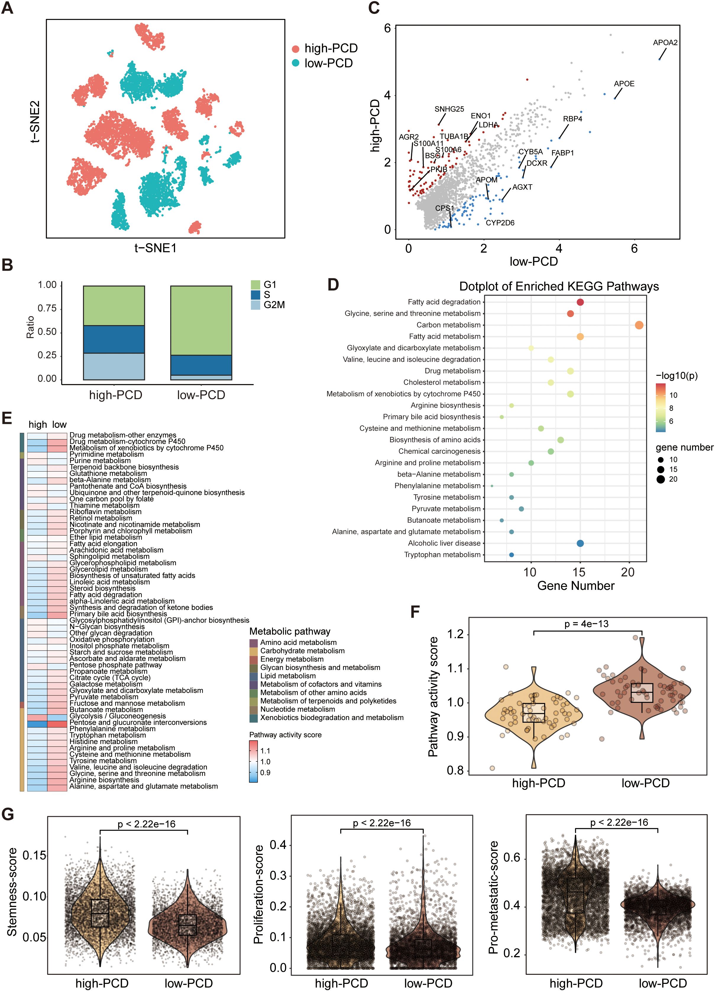Visualization of various analyses related to high and low PCD (programmed cell death). (A) t-SNE plot categorizing high- and low-PCD groups. (B) Bar chart comparing cell cycle phases between groups. (C) Scatter plot showing PCD levels with labeled genes. (D) Dot plot depicting enriched KEGG pathways with gene numbers and significance. (E) Heatmap of metabolic pathways and activity scores. (F) Violin plot comparing pathway activity scores between groups, with significance. (G) Violin plots illustrating differences in stemness, proliferation, and pro-metastatic scores between high- and low-PCD groups, all showing significant differences.