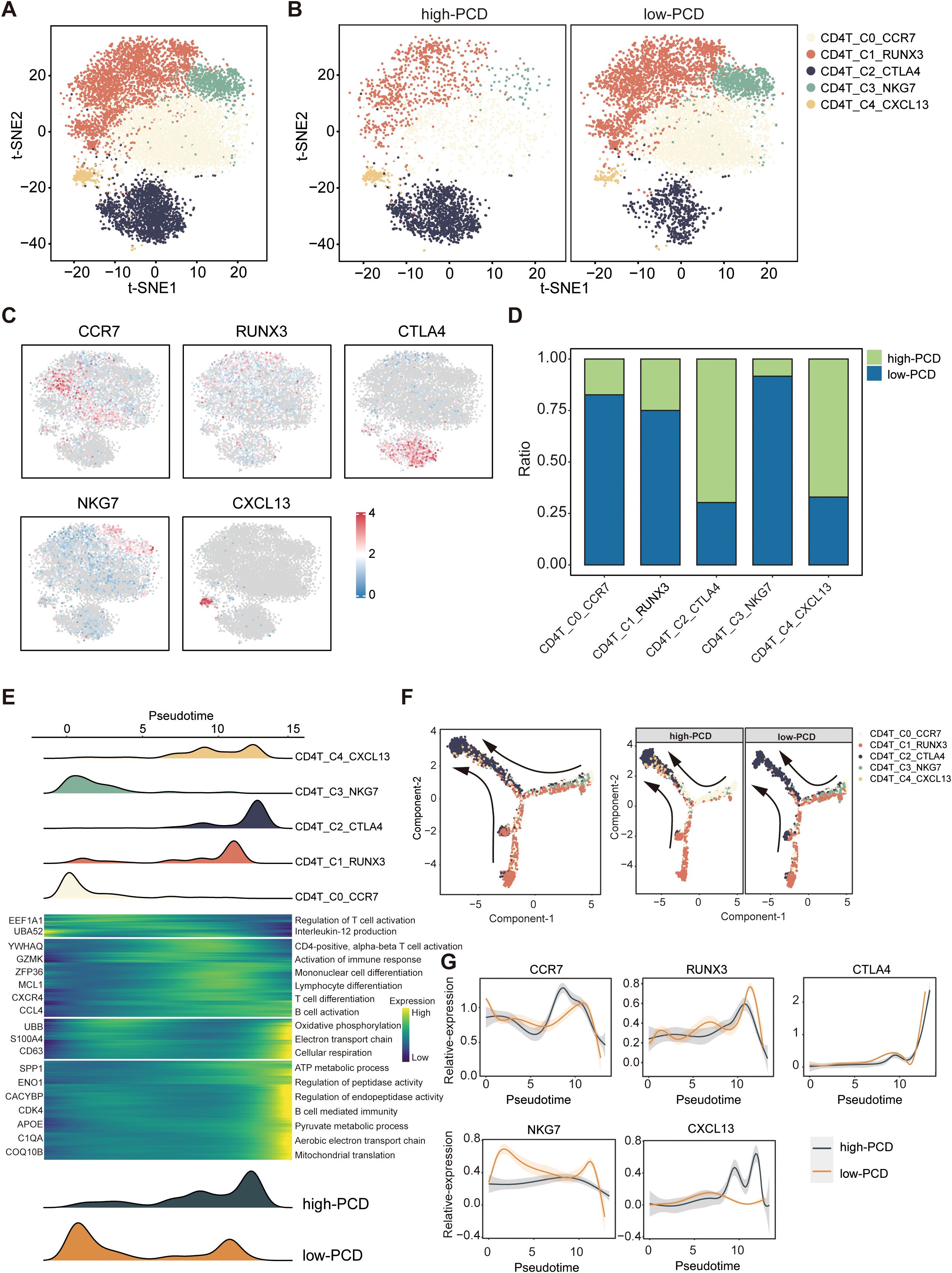 A composite image of multiple panels depicting cellular data analysis through various plots. Panel A shows a t-SNE plot with clusters of cells color-coded by gene expression. Panel B compares high-PCD and low-PCD groups in two separate t-SNE plots. Panel C displays gene expression distribution for CCR7, RUNX3, CTLA4, NKG7, and CXCL13 across cell clusters. Panel D is a bar graph showing the ratio of high-PCD and low-PCD across different genes. Panel E presents density plots by pseudotime for various genes and a heatmap showing biological processes. Panel F shows trajectory plots for high-PCD and low-PCD. Panel G consists of line graphs illustrating relative expression levels over pseudotime for selected genes.