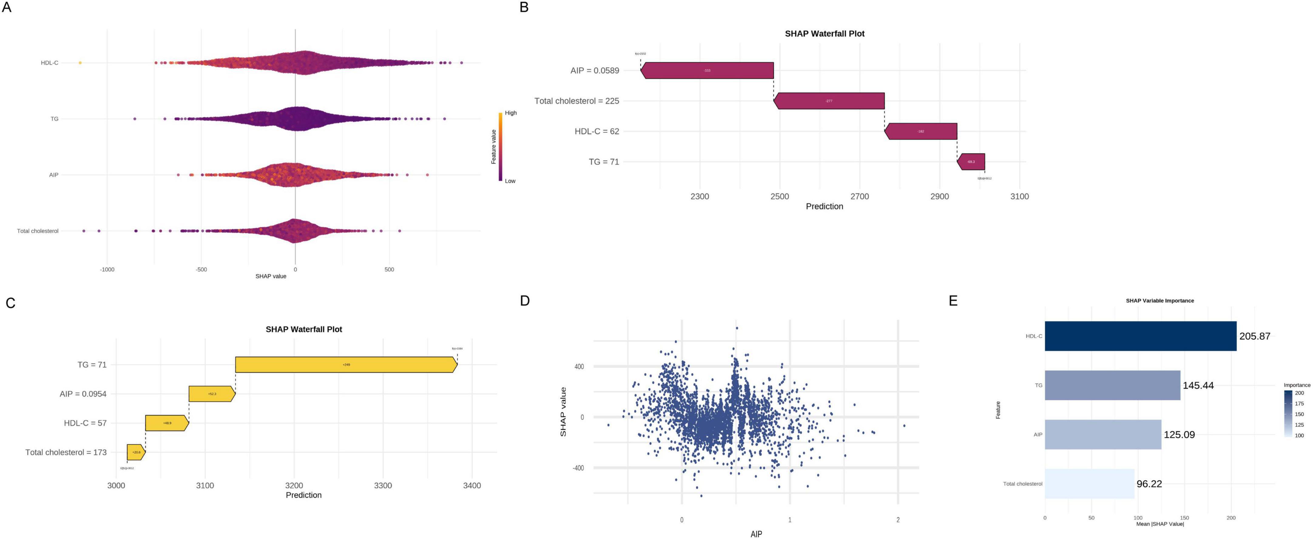Panel A shows violin plots of SHAP values for HDL-C, TG, AP, and total cholesterol. Panel B is a SHAP waterfall plot illustrating feature contributions to a prediction around 2900. Panel C is a similar plot showing features with a prediction near 3300. Panel D presents a scatter plot of SHAP values against AP. Panel E is a bar chart showing SHAP variable importance, highlighting HDL-C as the most significant variable with a value of 205.87.