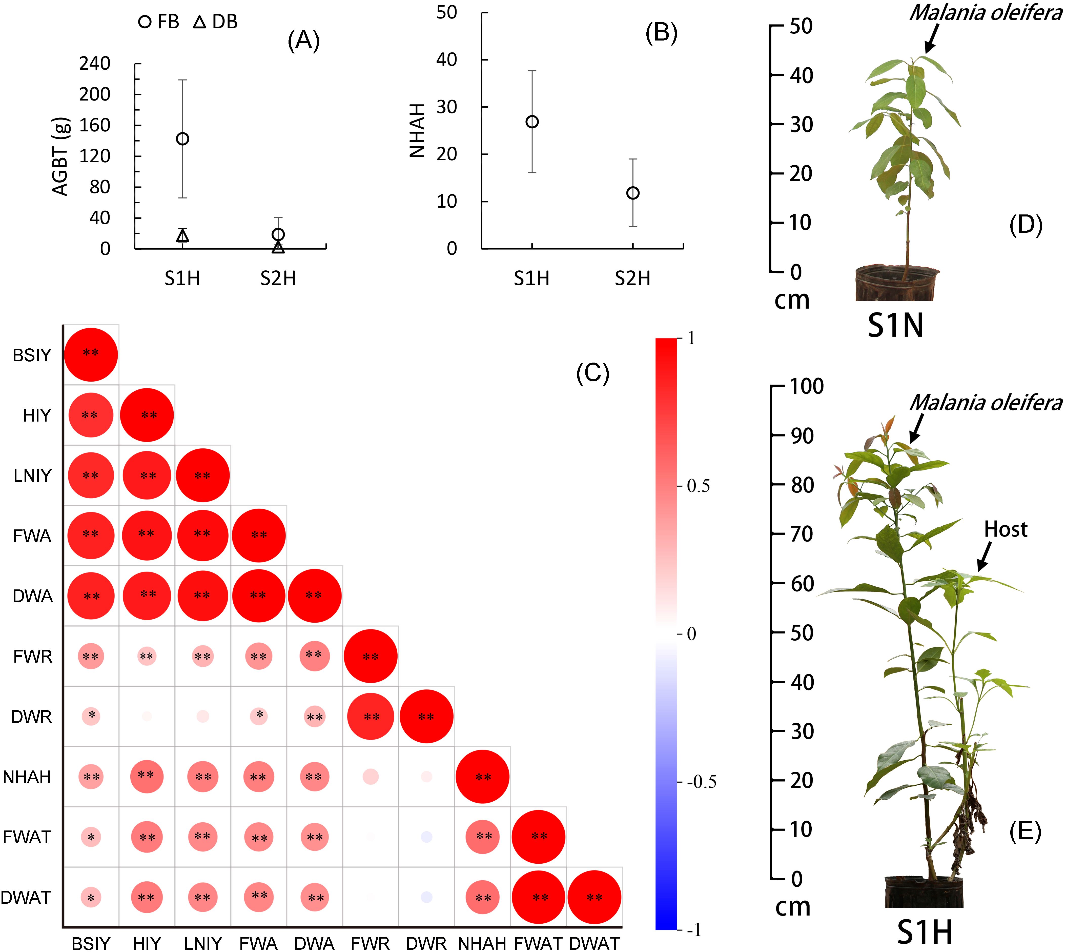 Graphs and images illustrate plant growth and analysis. Graph A shows AGBT values for S1H and S2H, with FB and DB markers. Graph B presents NHAH values for S1H and S2H. Heatmap C indicates correlations between variables like BSIY and HIY, with intensity shown by red and blue colors. Image D displays a young Malania oleifera plant labeled S1N with a height scale. Image E shows a taller Malania oleifera labeled S1H with an additional host plant, and a height scale.
